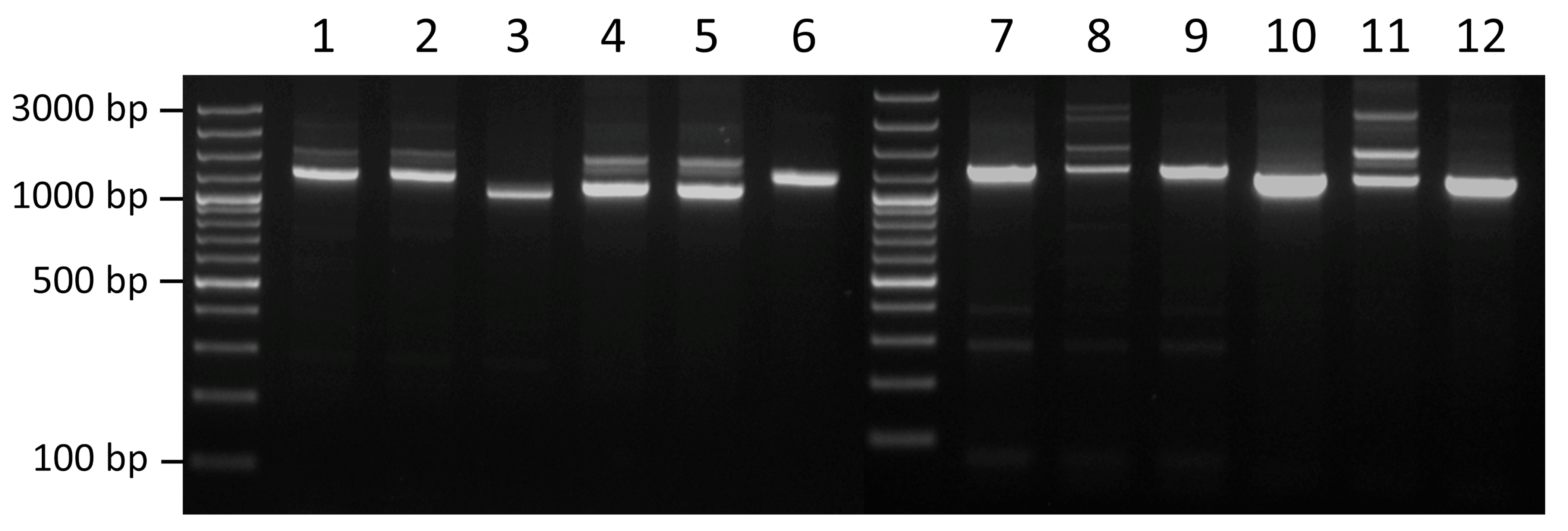 Antibiotics 14 01021 g004 Antibiotics 14 01021 g004
