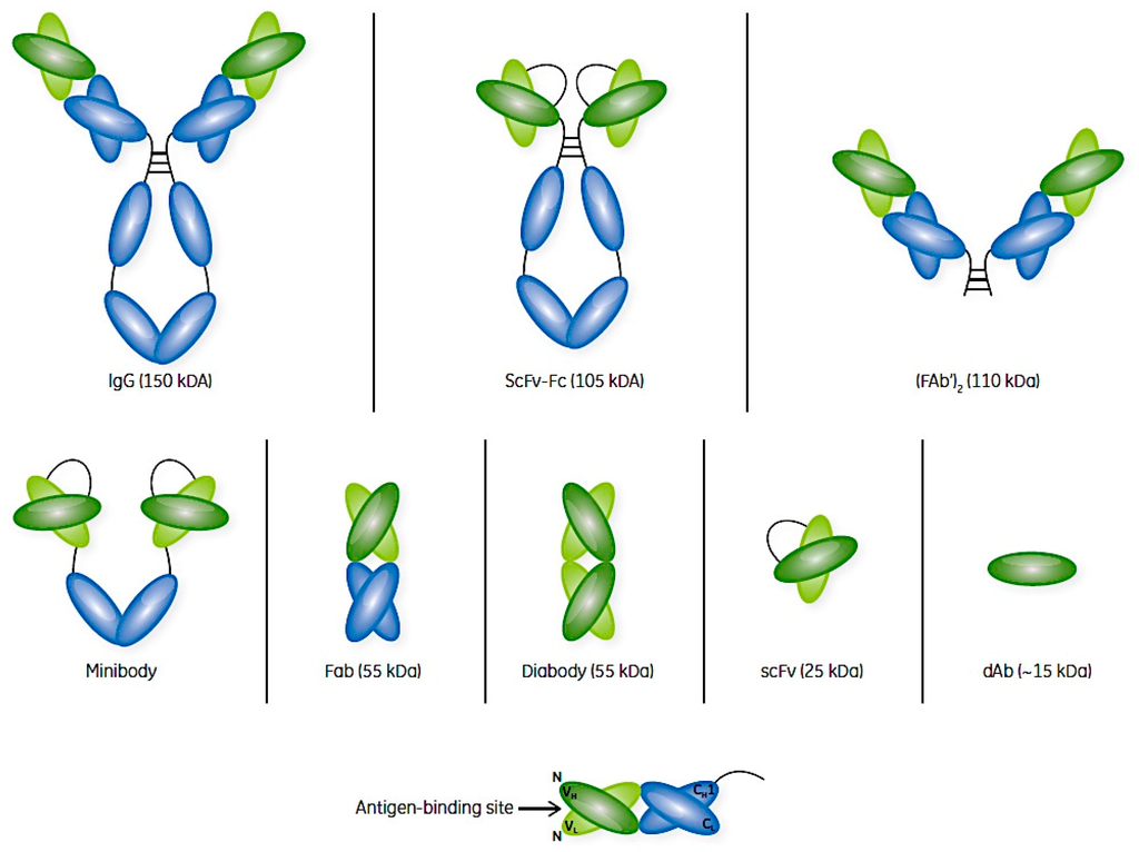 Antibodies | Free Full-Text | Antibody Fragments and Their Purification by  Protein L Affinity Chromatography