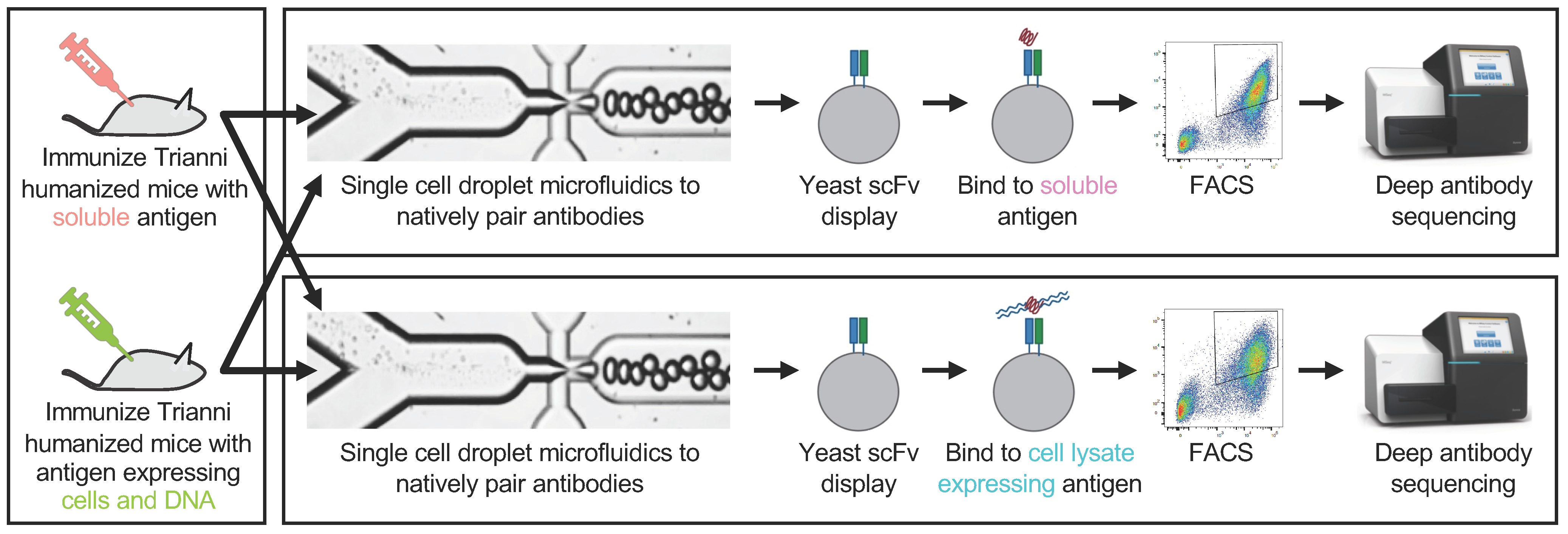 tissue antibody repertoire