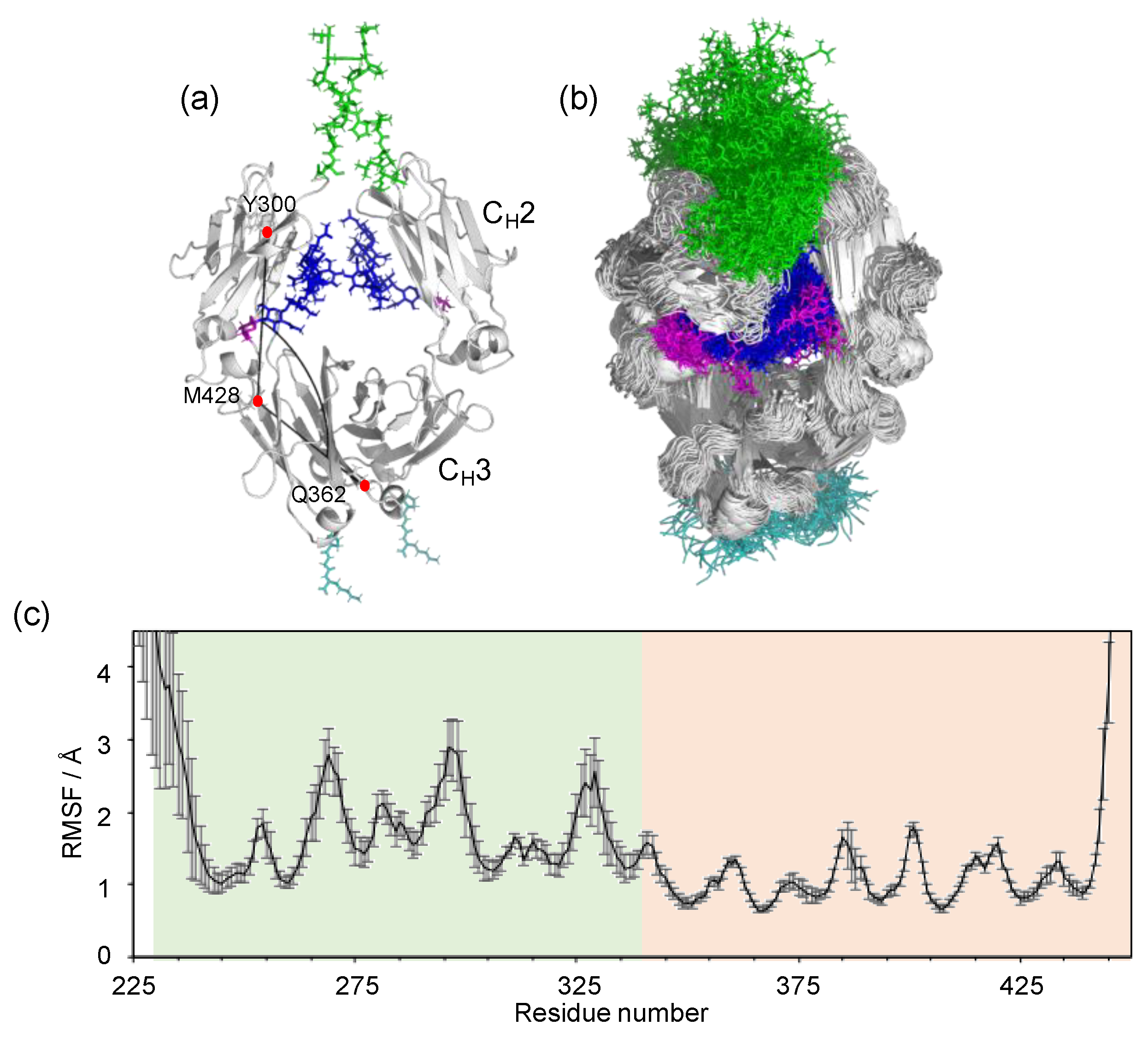 Antibodies Free Full Text Dynamic Views Of The Fc Region Of Immunoglobulin G Provided By Experimental And Computational Observations Html