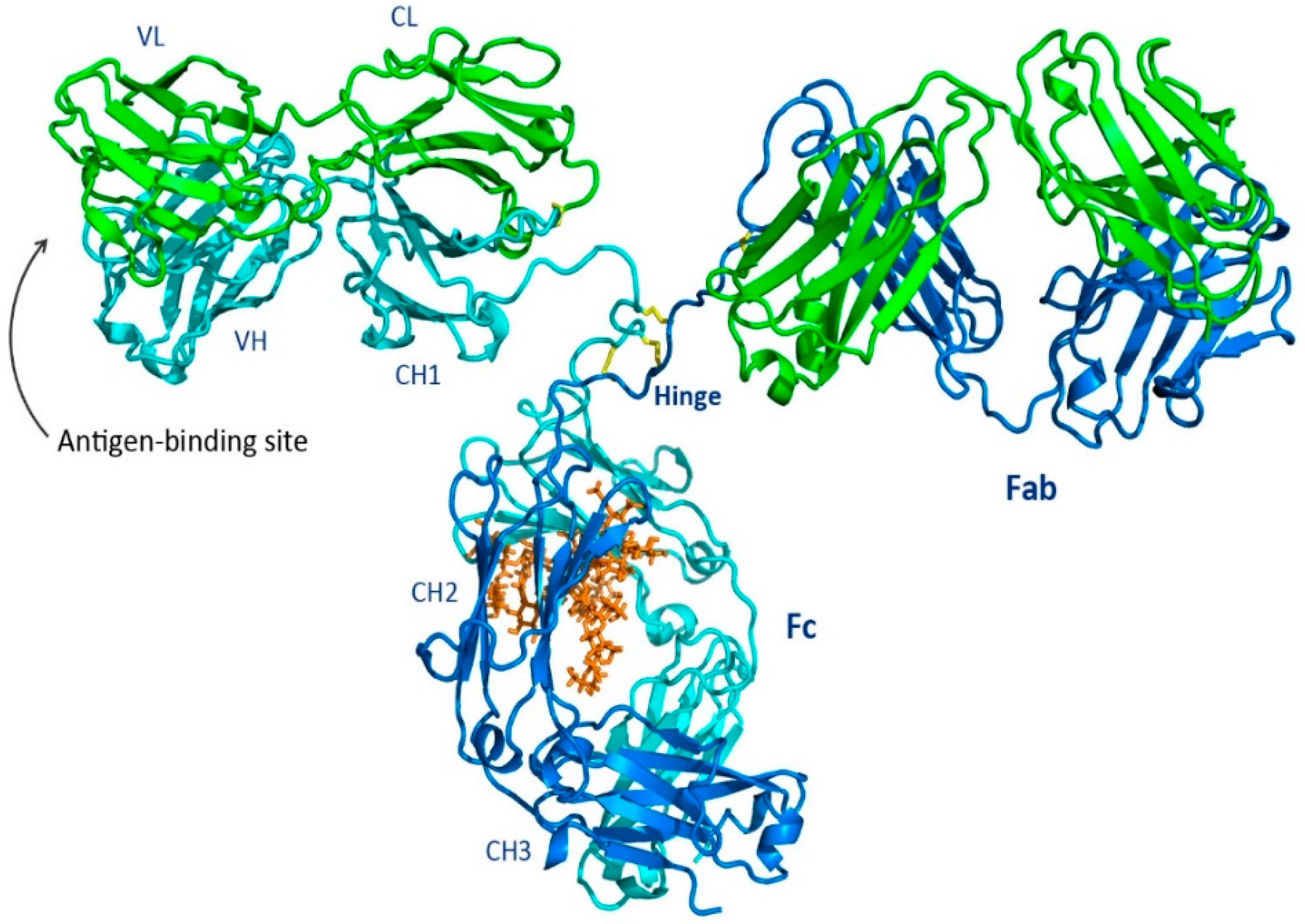 Antibodies Free Full Text Antibody Structure And Function The Basis For Engineering Therapeutics Html