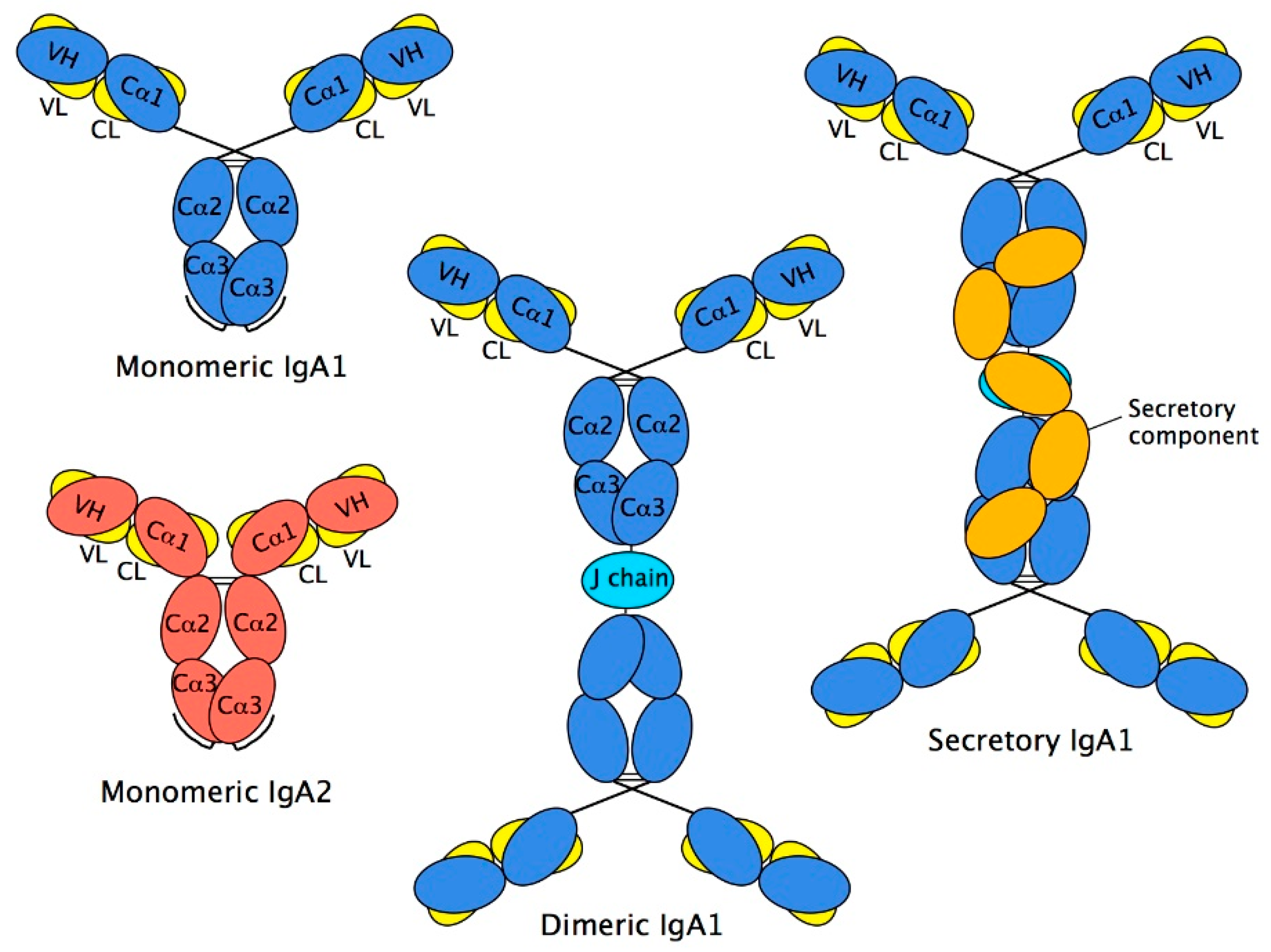 tag på sightseeing fløde assistent Antibodies | Free Full-Text | IgA: Structure, Function, and Developability