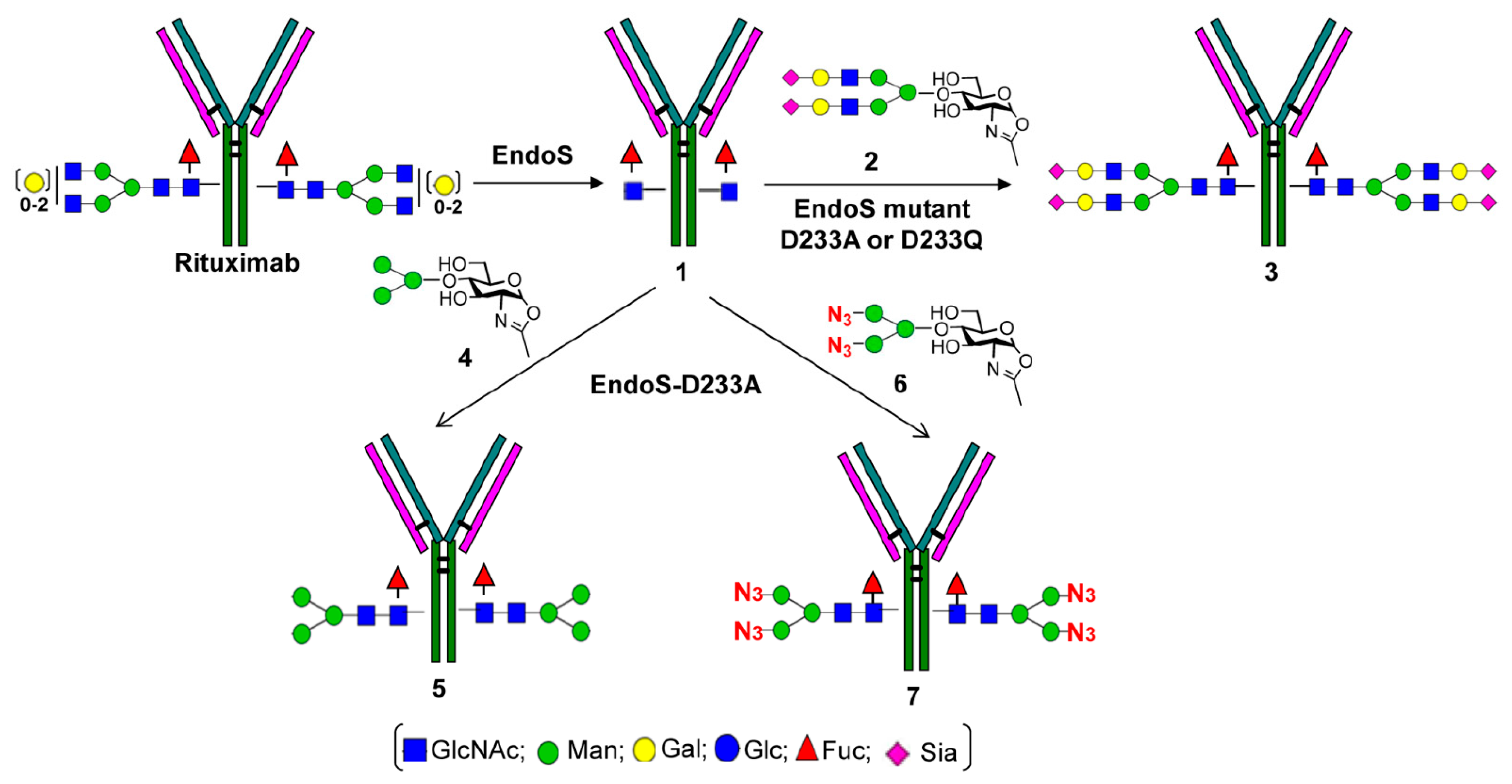 Huang et al. N-linked glycosylation. Antibody structure. VEGF glycosylation. Rituximab.