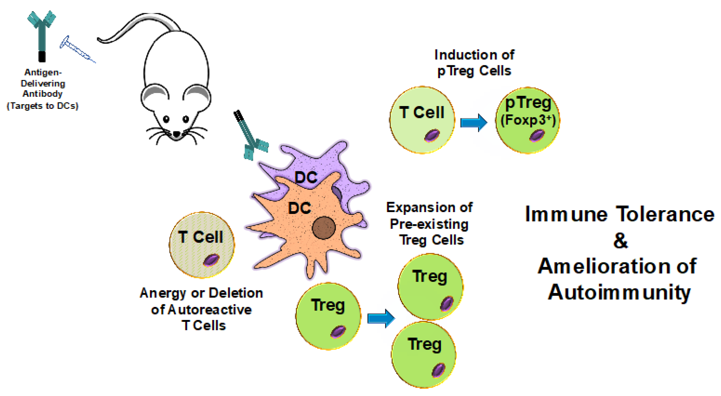 Antibodies 09 00023 g001