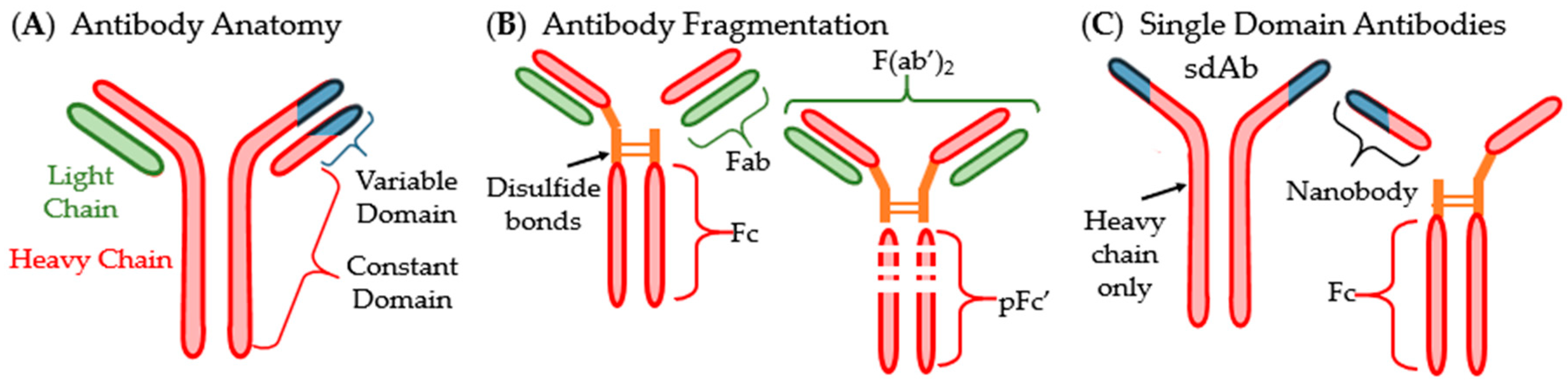 Antibodies Free Full Text Antibodies Inhibiting The Type Iii Secretion System Of Gram 