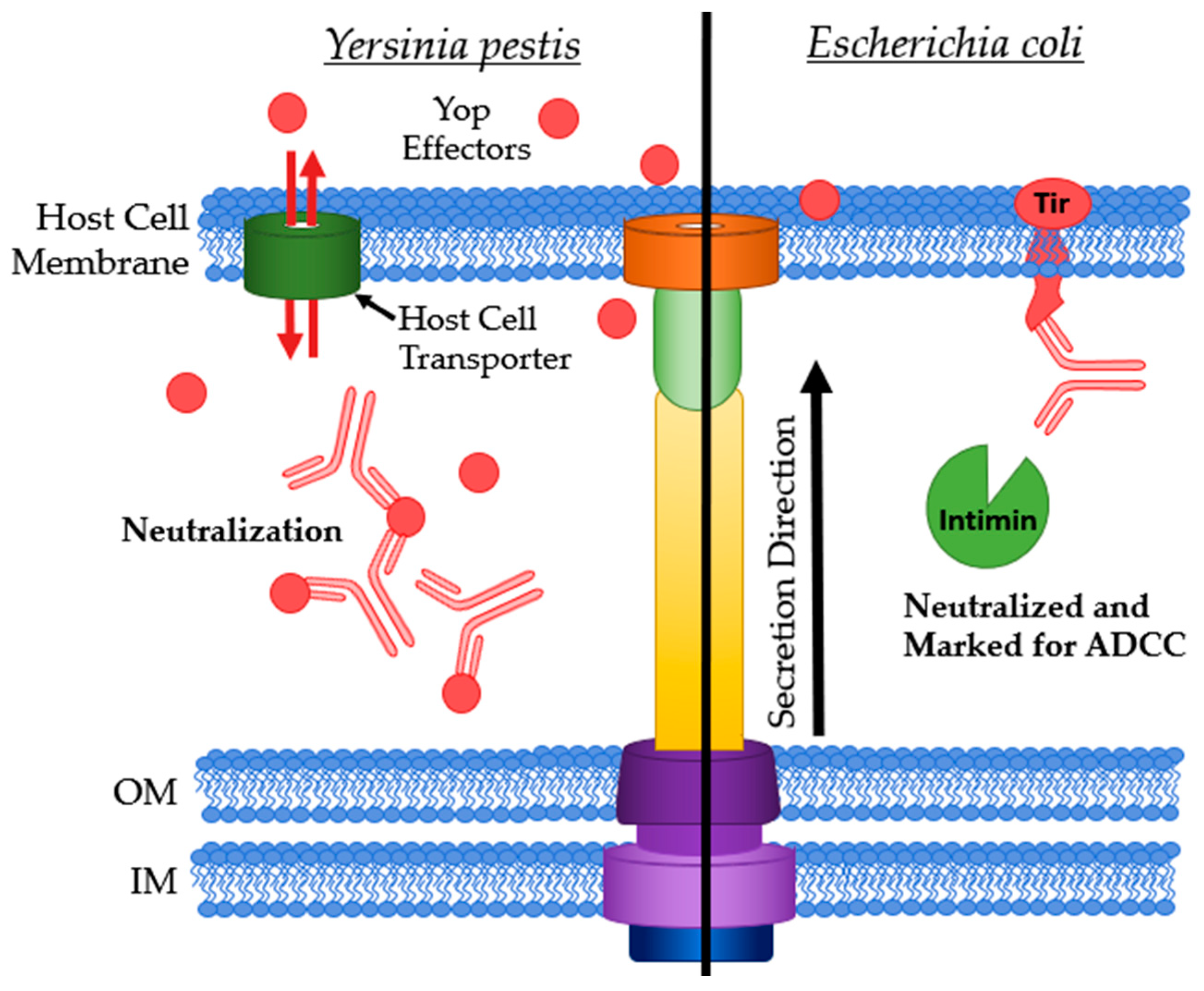 Antibodies Free Full Text Antibodies Inhibiting The Type Iii Secretion System Of Gram 