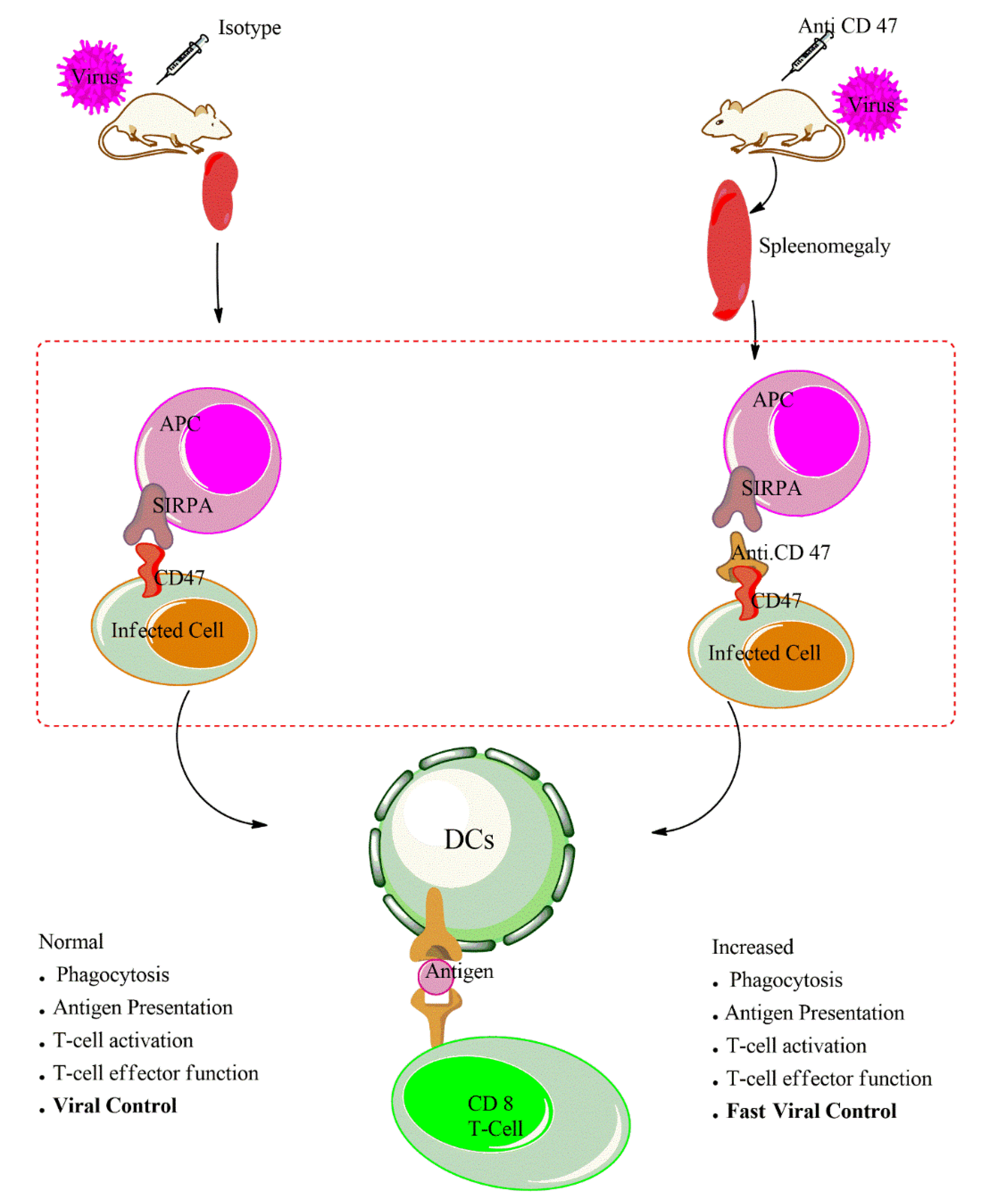 Antibodies 09 00044 g002