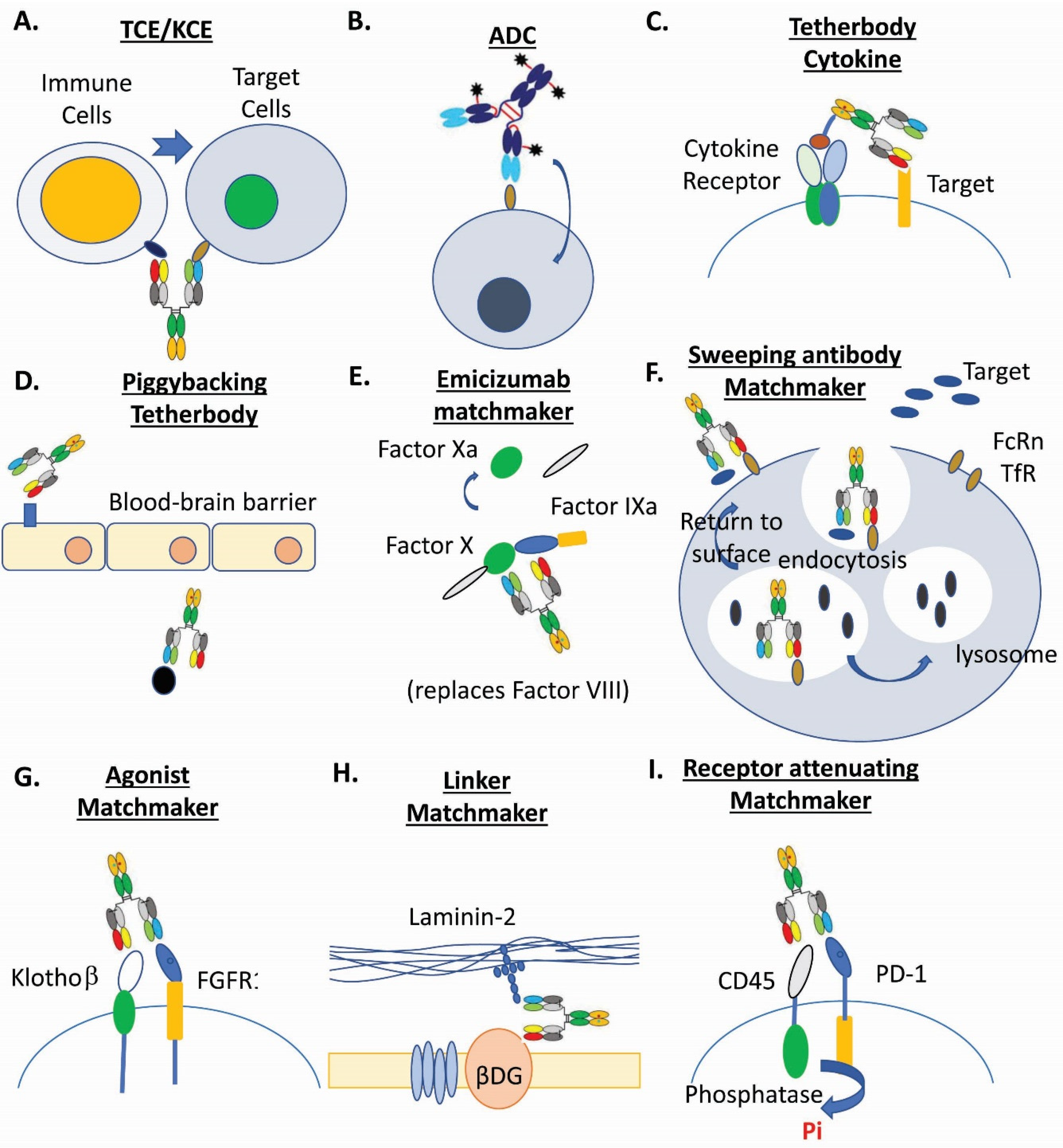 Antibodies | Free Full-Text | Recent Advances in the Molecular Design and  Applications of Multispecific Biotherapeutics | HTML