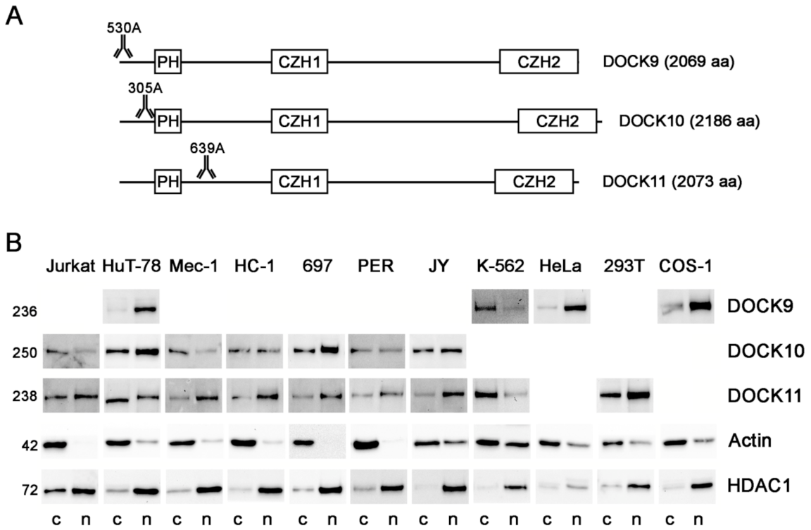 Antibodies 10 00033 g001