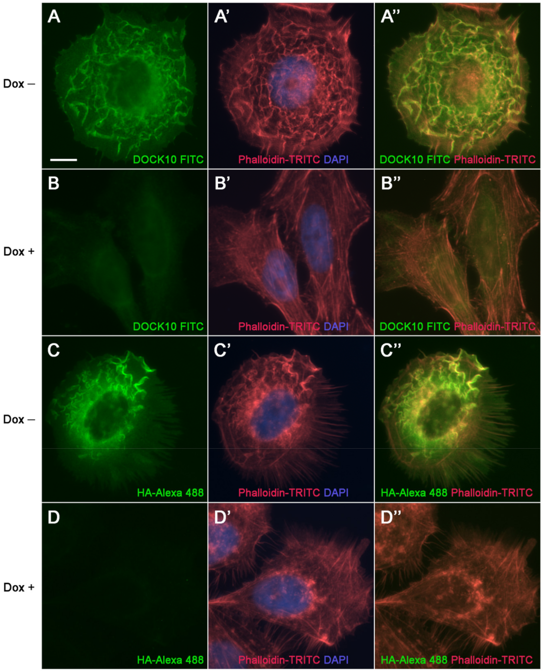 Antibodies 10 00033 g003