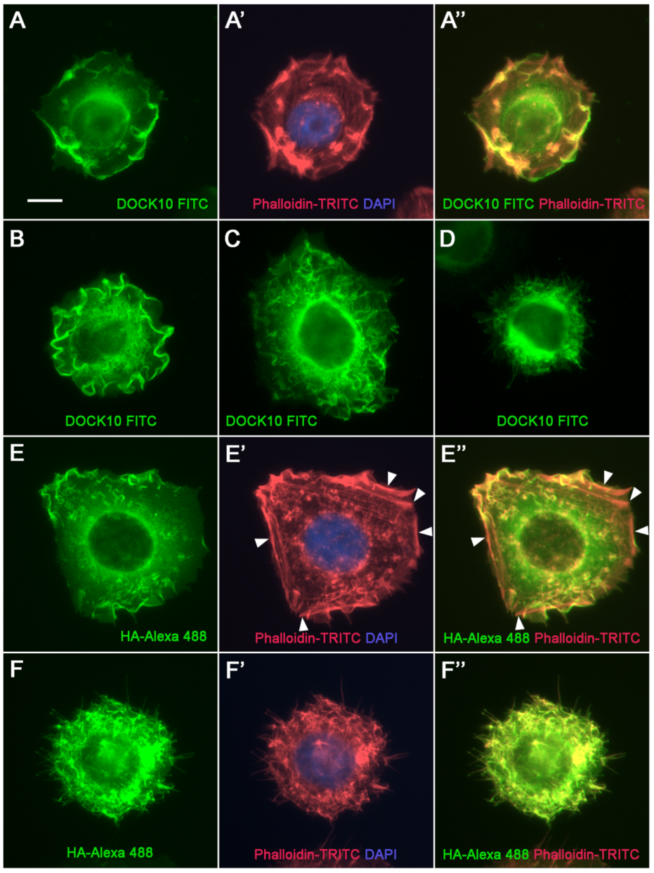 Antibodies 10 00033 g004
