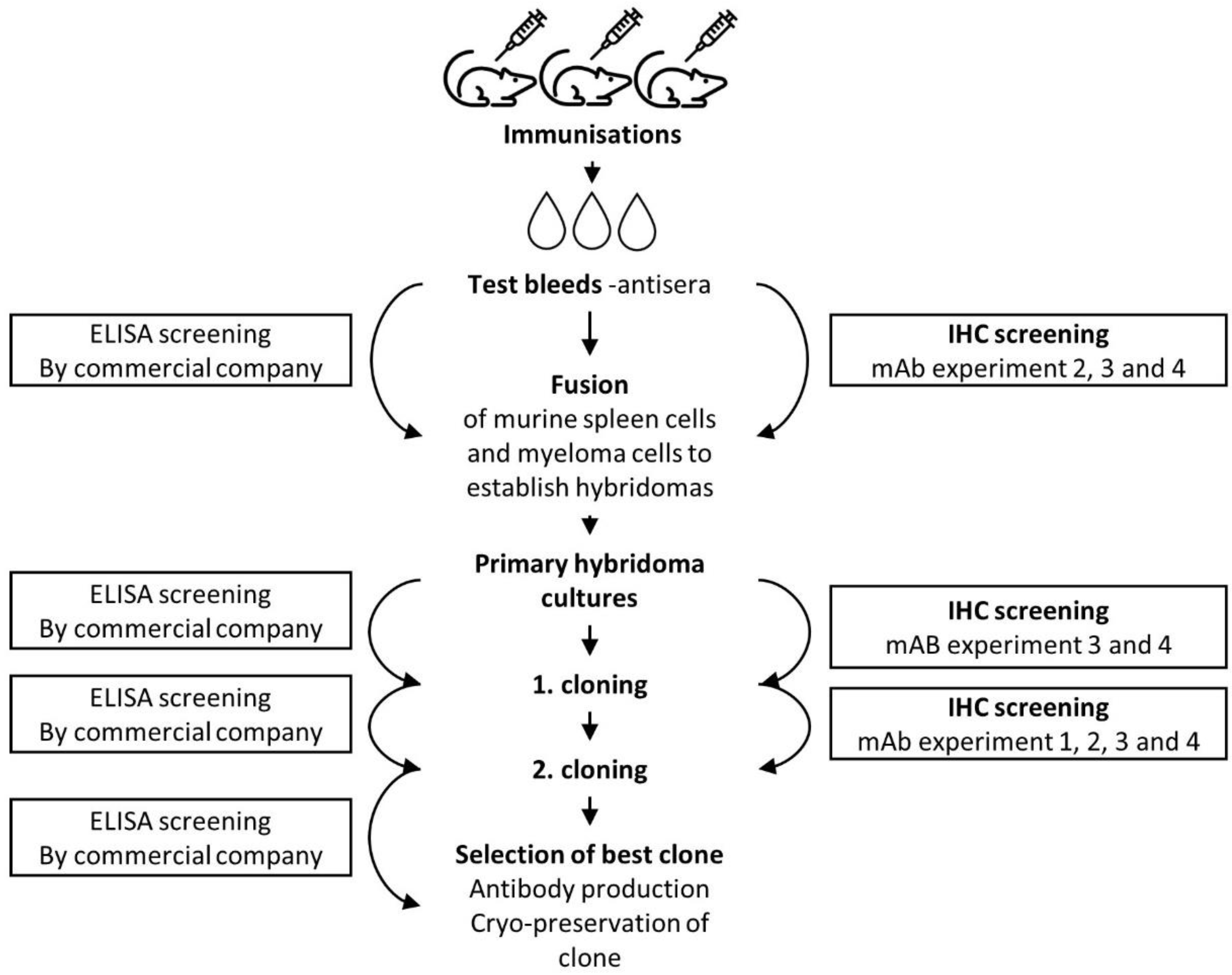 Antibodies 10 00034 g002