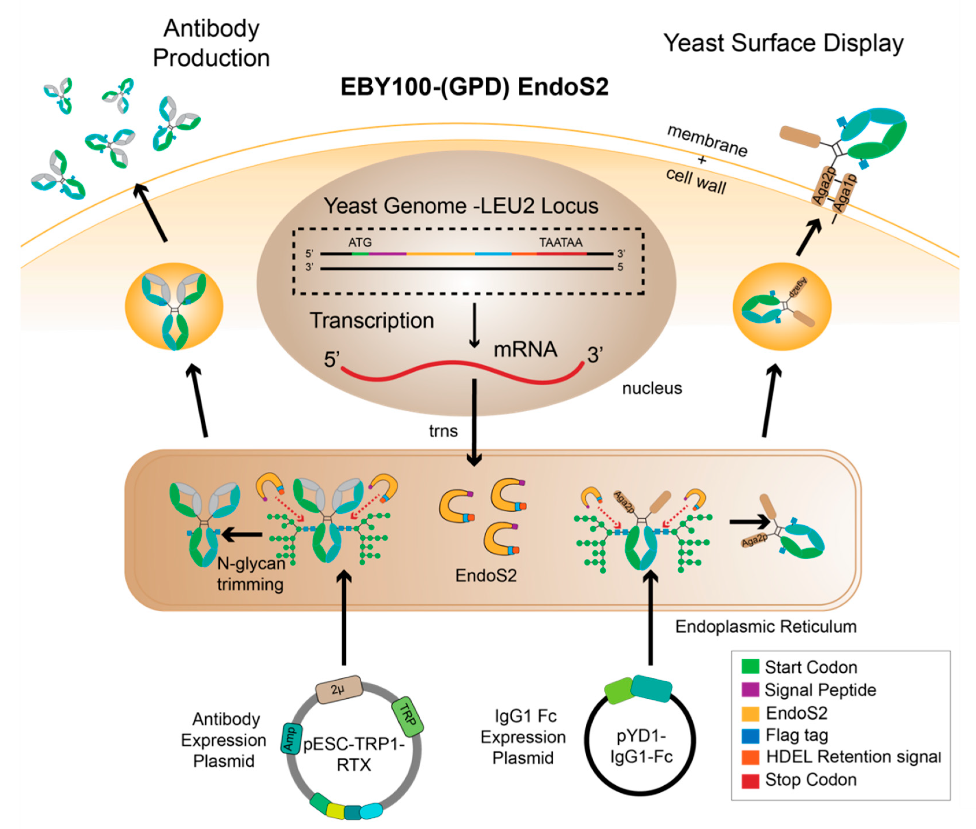 Antibodies 10 00038 g002
