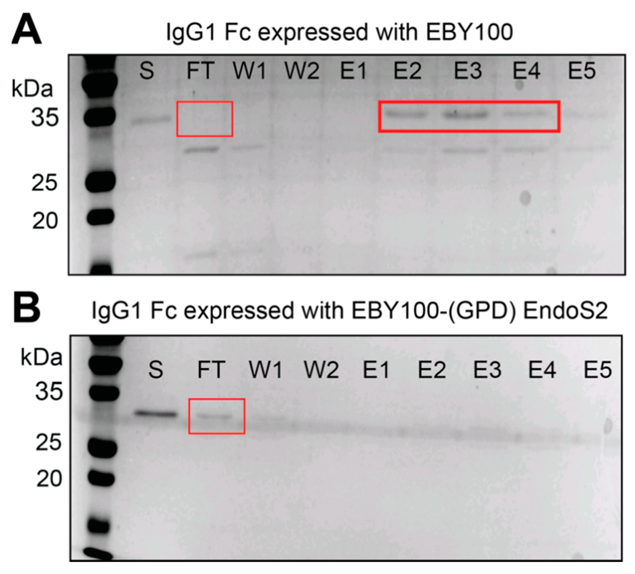 Antibodies 10 00038 g005