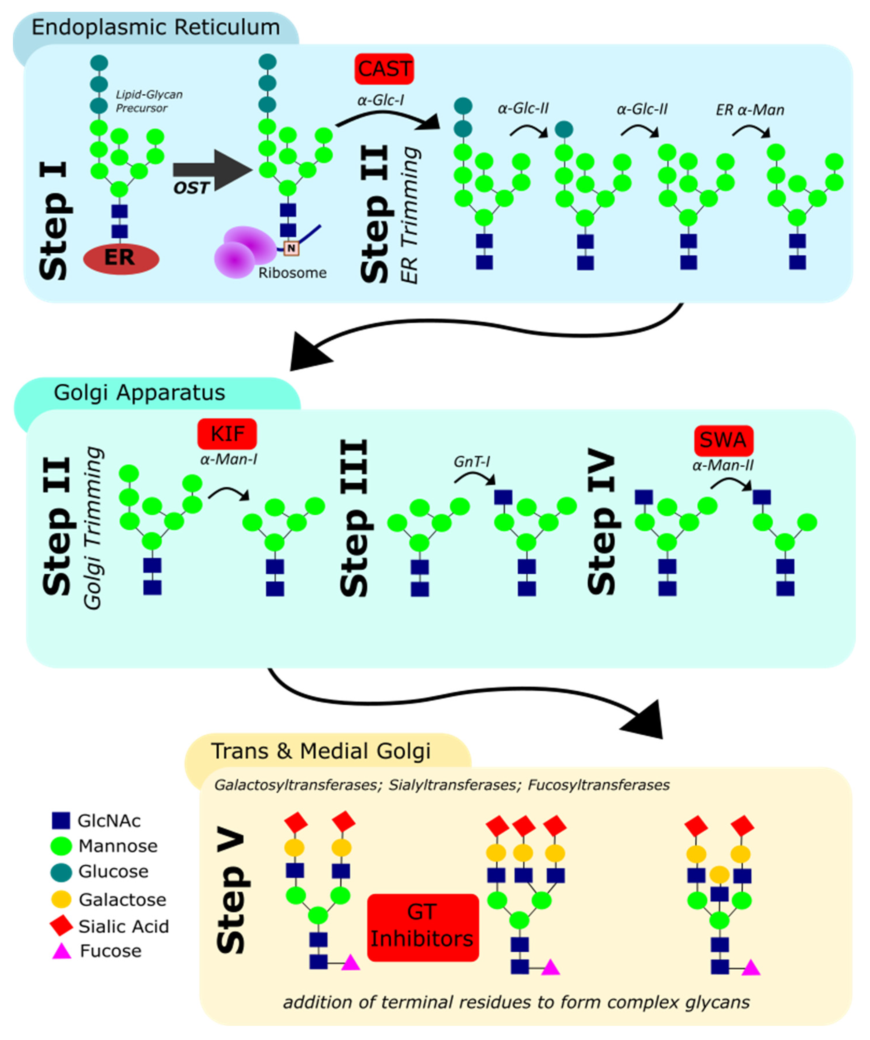 Antibodies 10 00044 g002