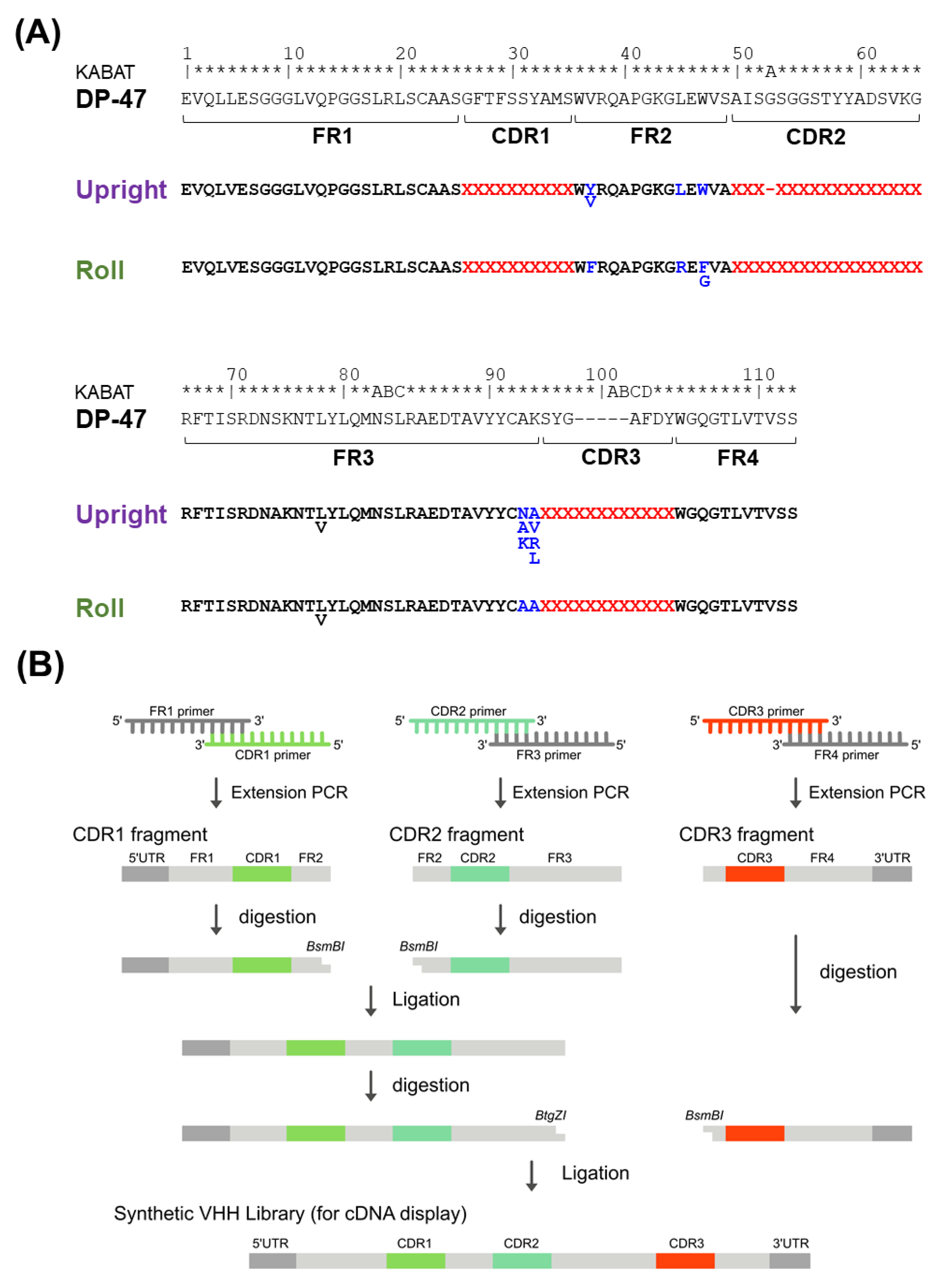 Antibodies | Free Full-Text | Construction of a Humanized Artificial VHH  Library Reproducing Structural Features of Camelid VHHs for Therapeutics |  HTML
