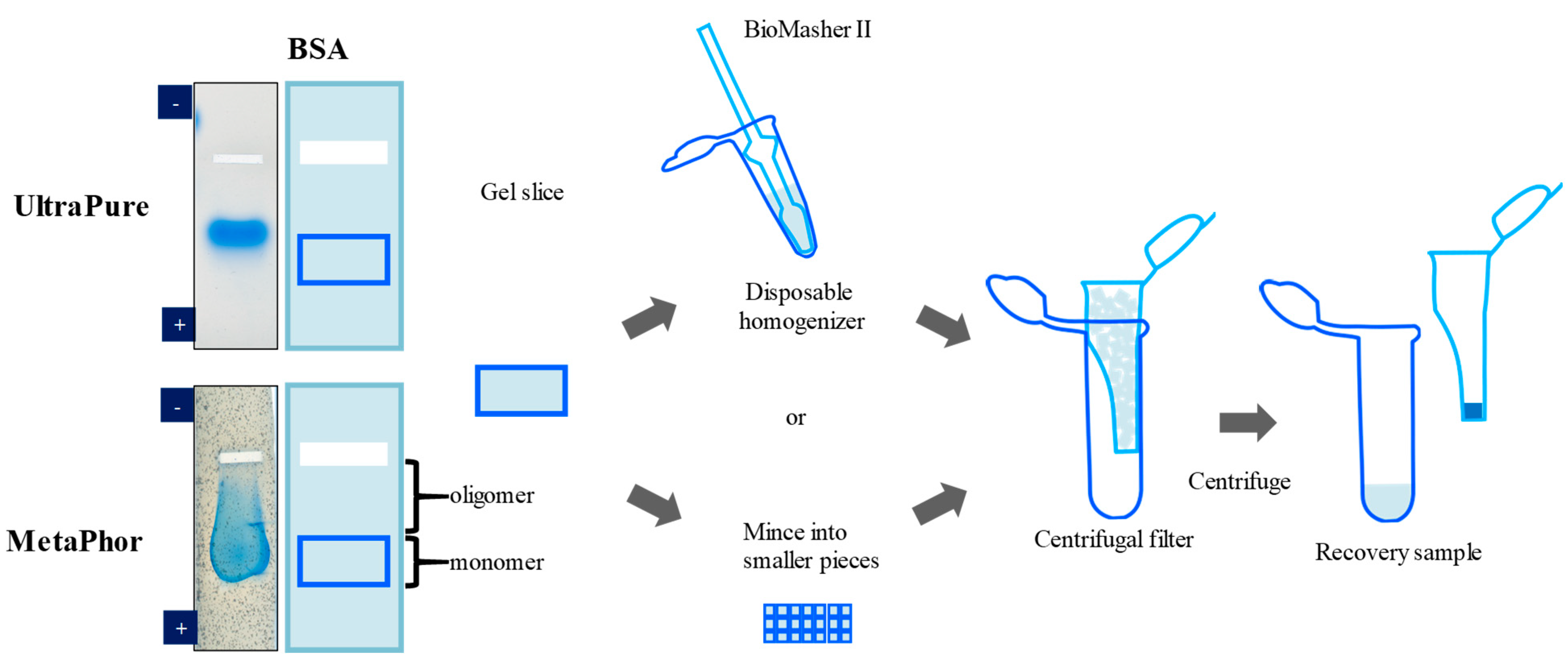 Antibodies 12 00015 g001 Antibodies 12 00015 g001