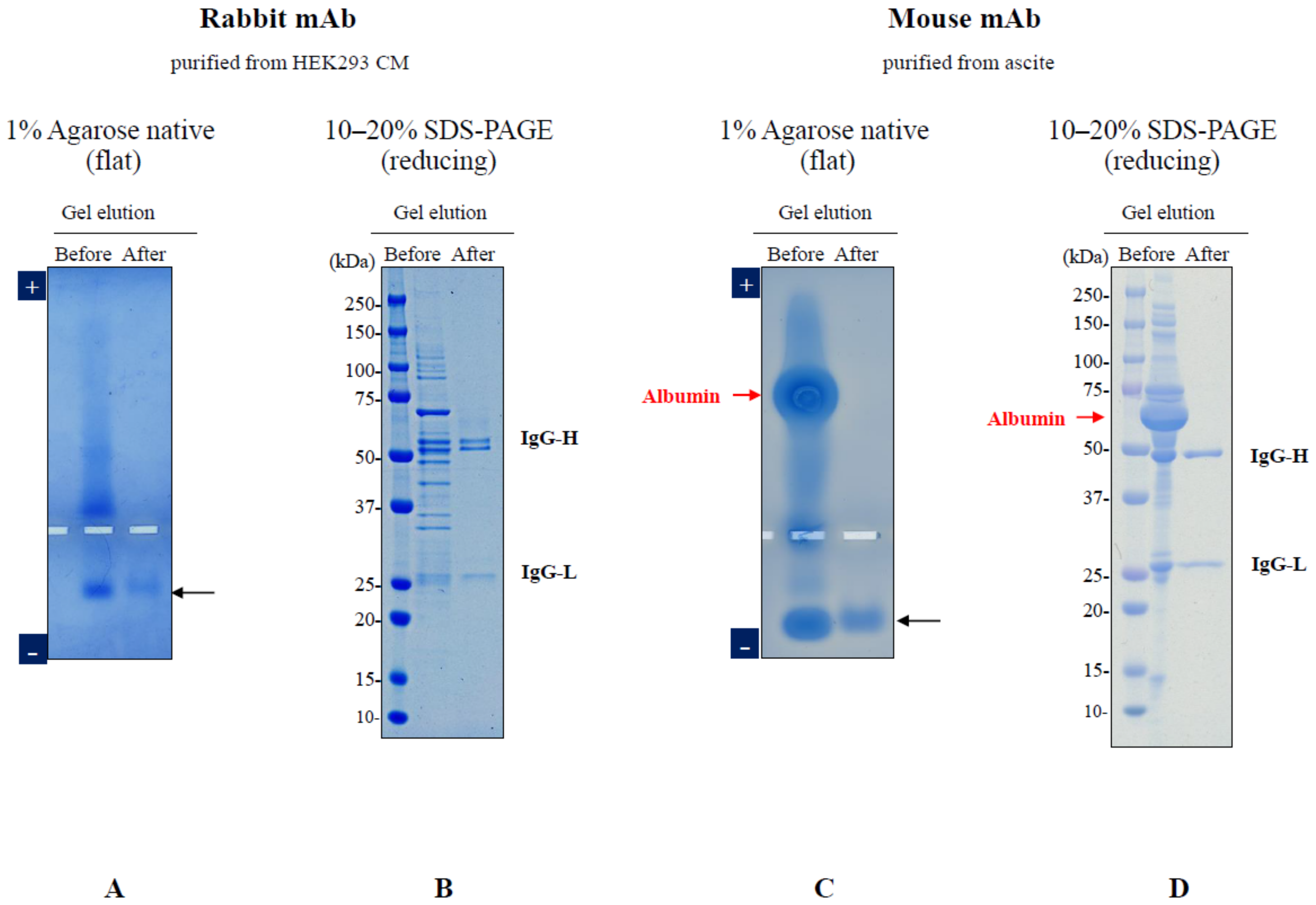 Antibodies 12 00015 g003 Antibodies 12 00015 g003