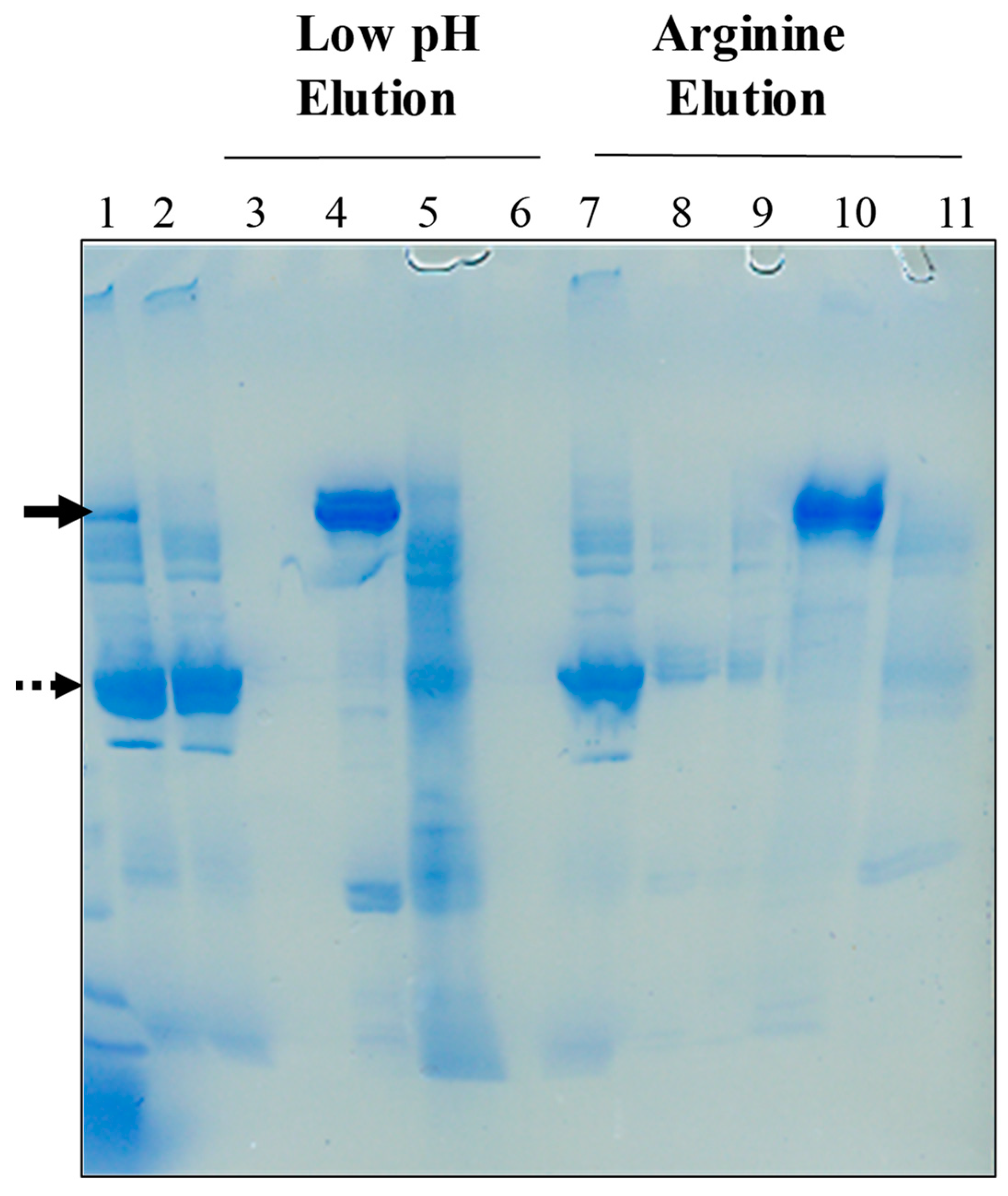 Antibodies 12 00015 g009 Antibodies 12 00015 g009