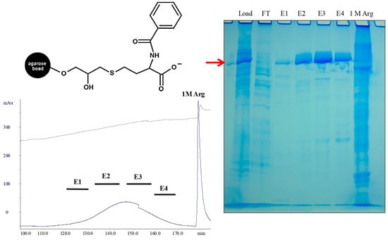 Antibodies | Free Full-Text | Non-Affinity Purification Of Antibodies