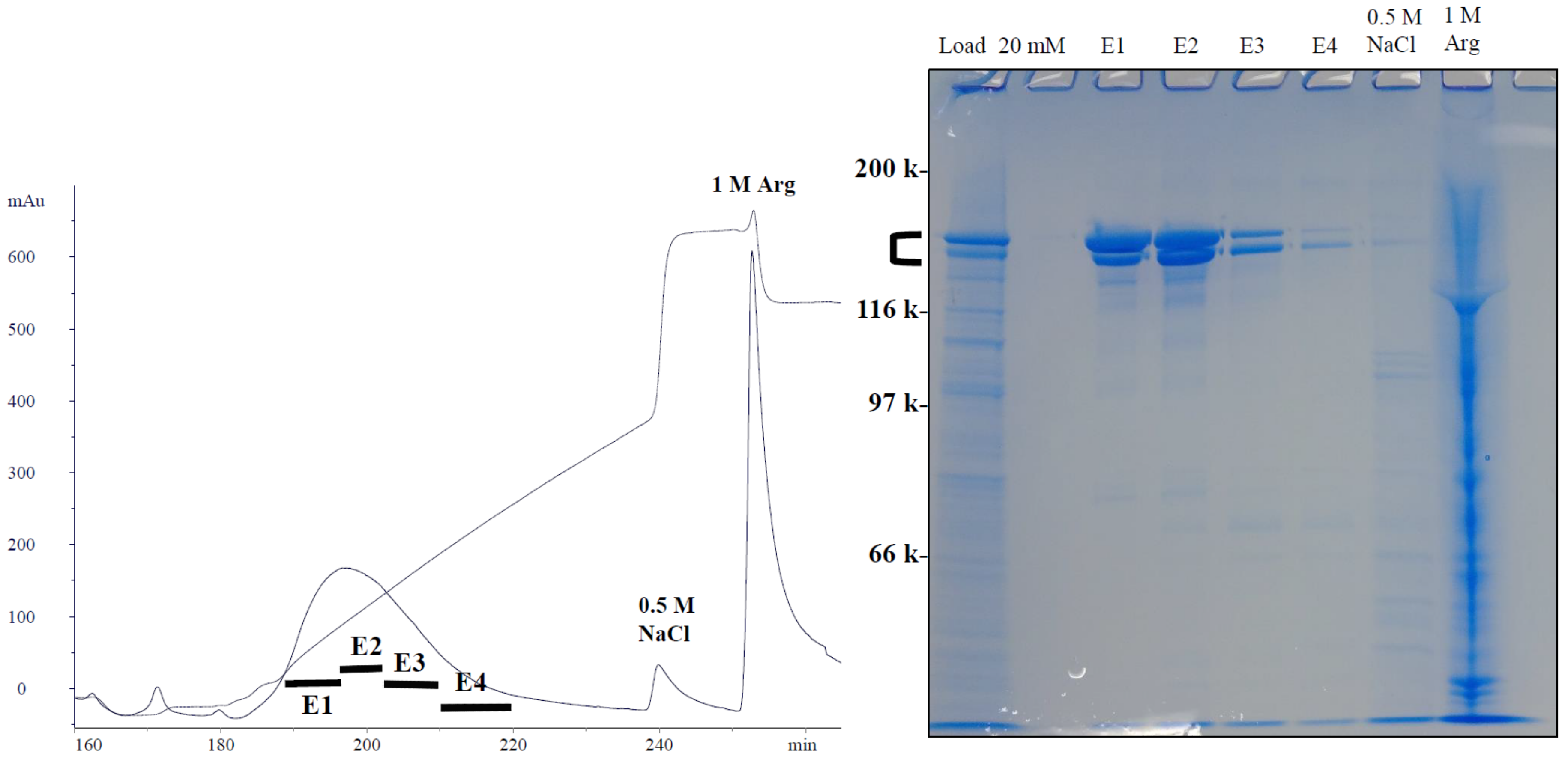 Antibodies 12 00015 g011 Antibodies 12 00015 g011