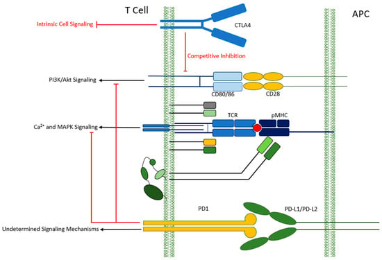 A Multistage‐Responsive Antibody‐Delivery Strategy to Improve Immunotherapy  for NSCLC Brain Metastasis by Ultrasensitive Releasing and Tumor‐Anchoring  - Li - Advanced Functional Materials - Wiley Online Library