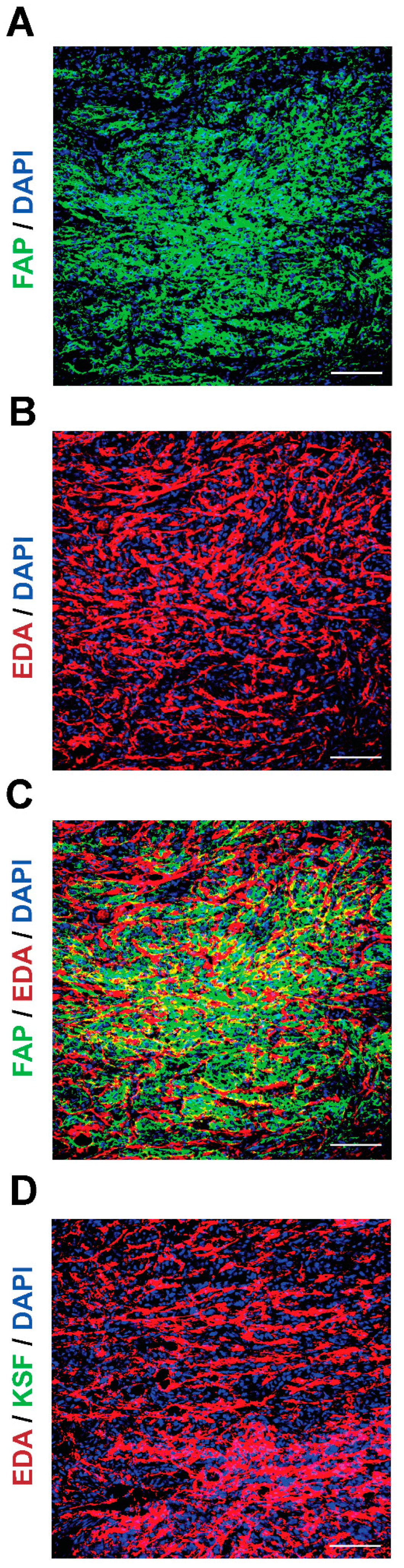Antibodies 12 00029 g002 Antibodies 12 00029 g002