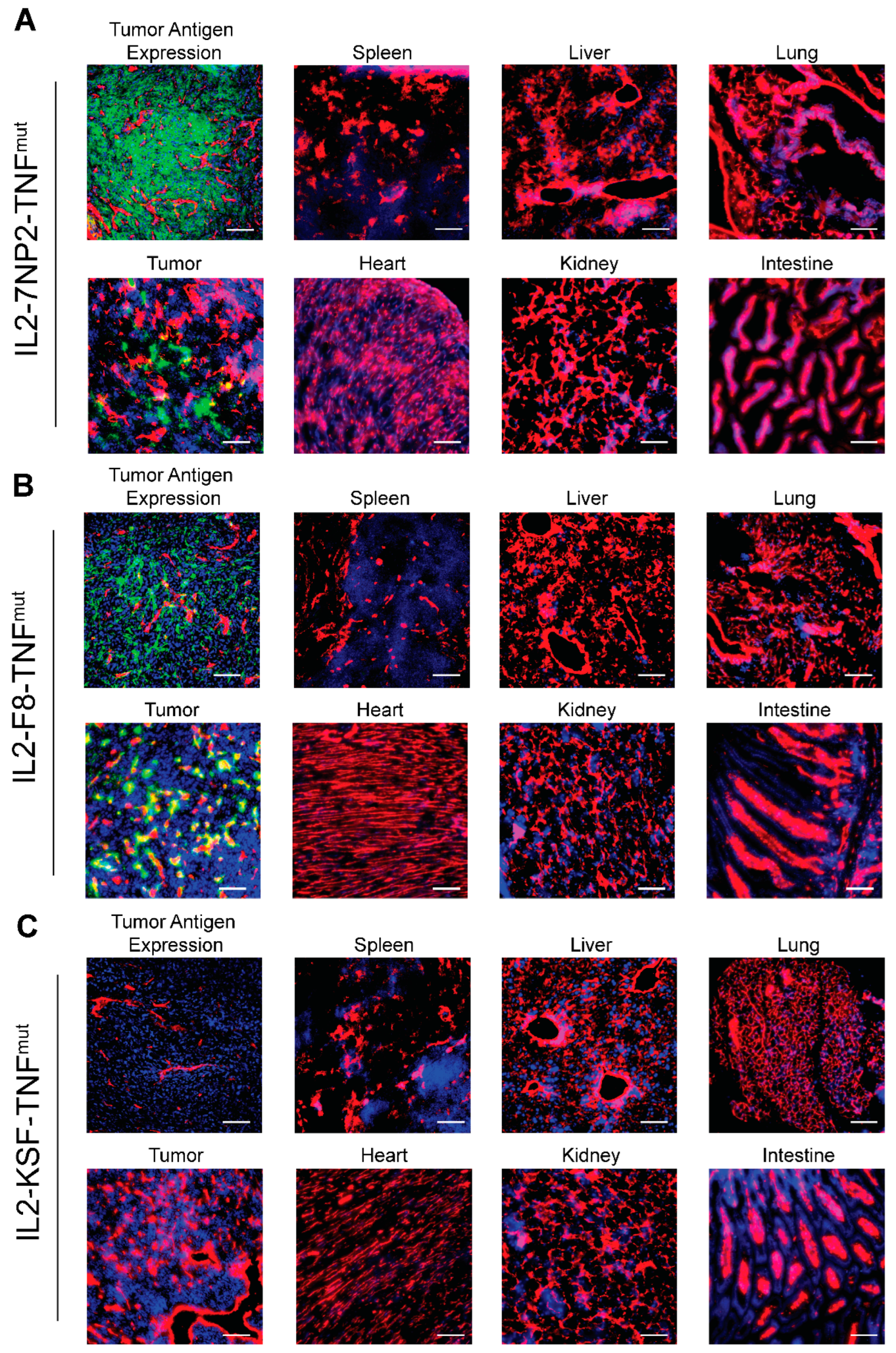 Antibodies 12 00029 g003 Antibodies 12 00029 g003