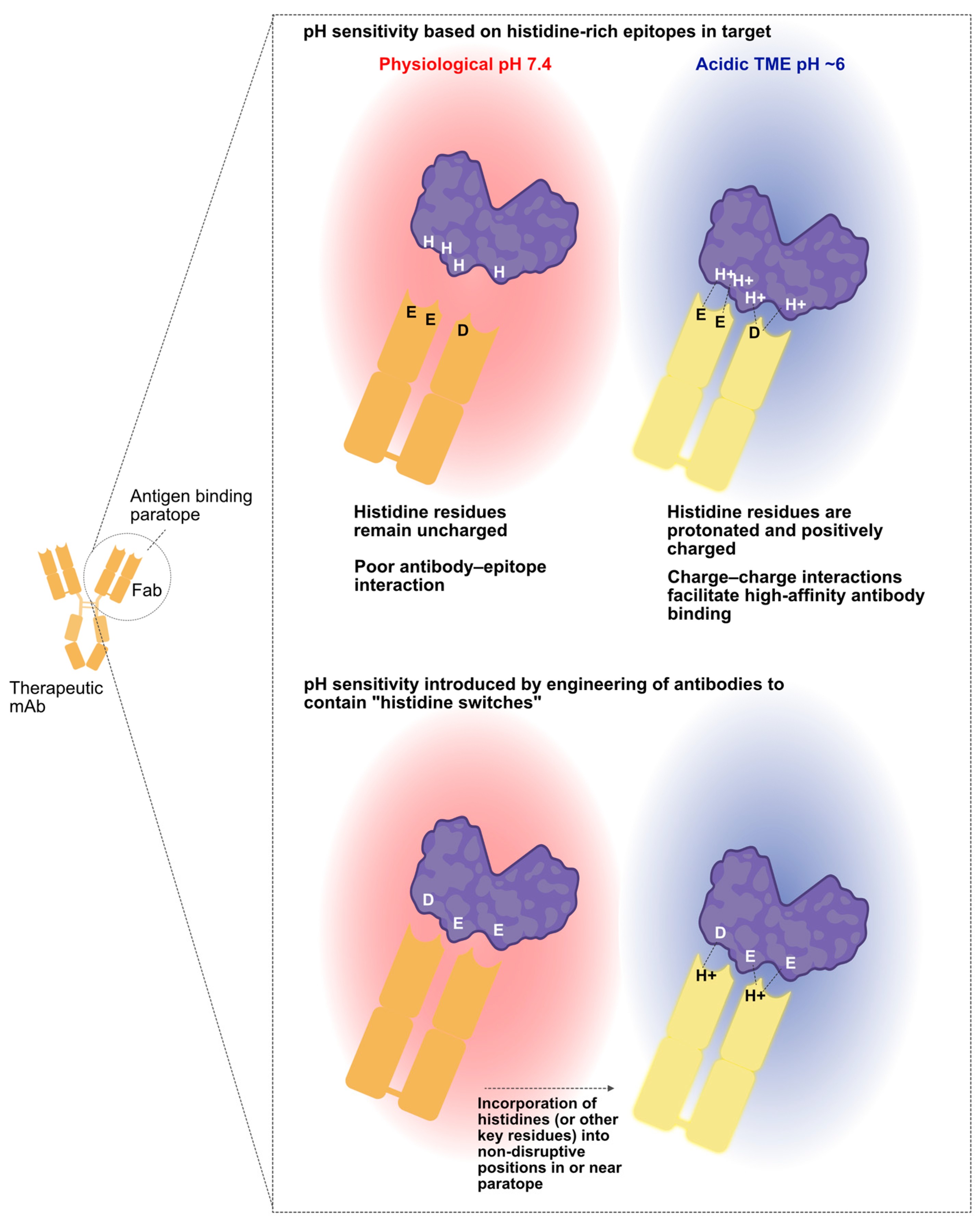 Antibodies 12 00055 g002