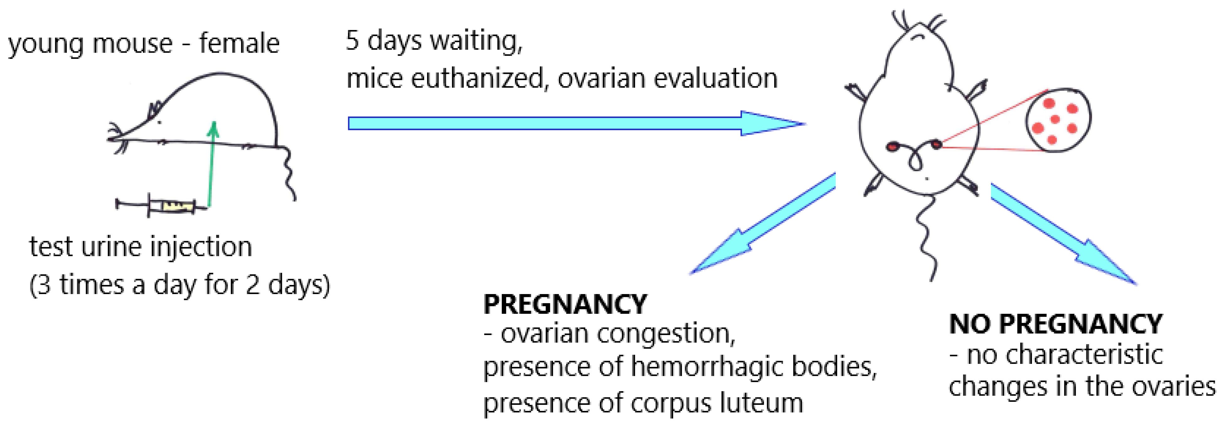 Diagnostic Procedures in the Evaluation of Female Urinary