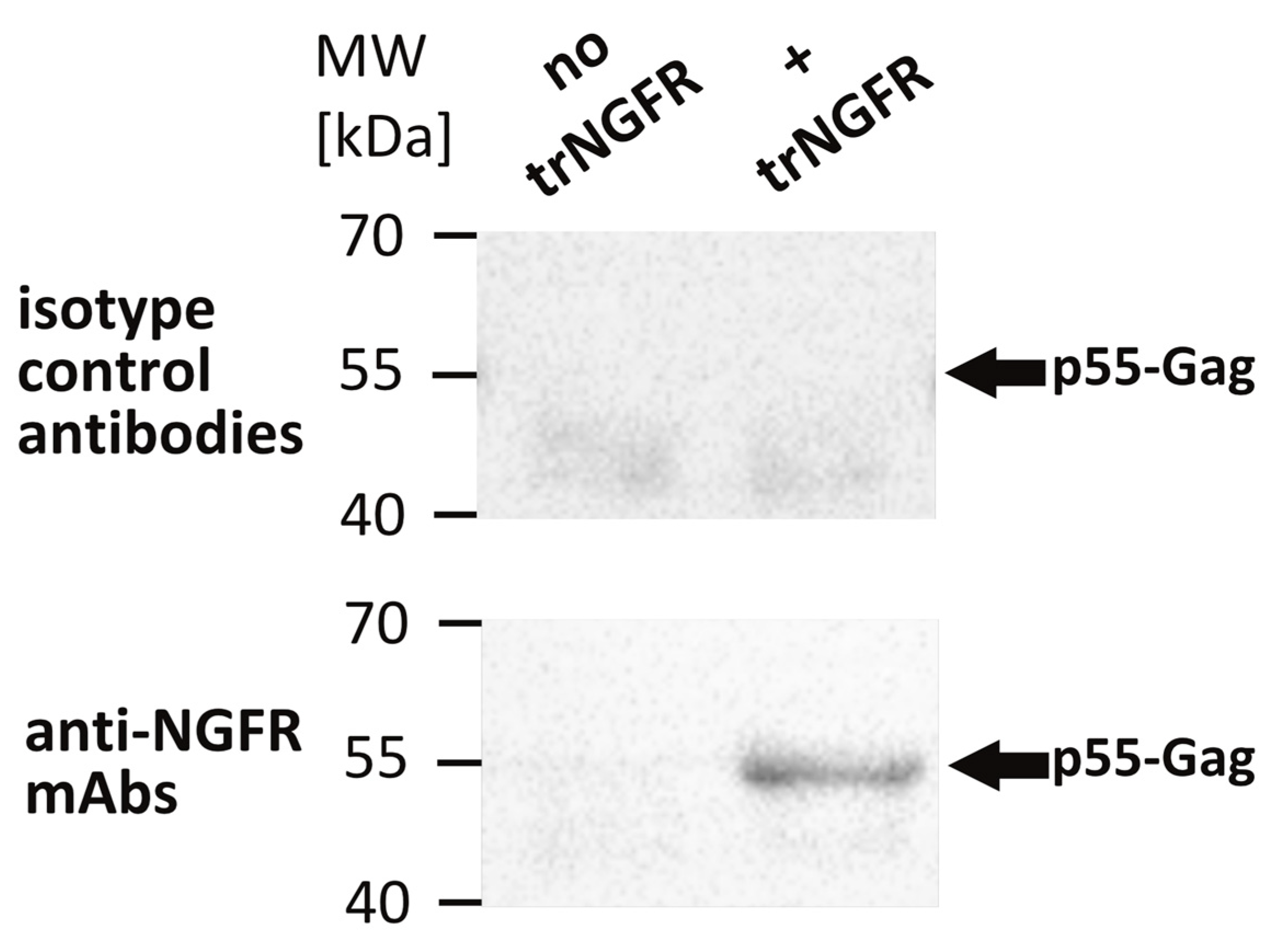 Antibodies 12 00057 g002