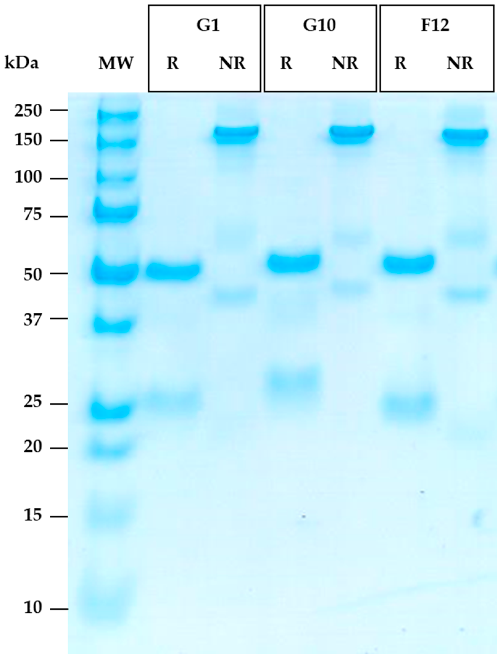 Antibodies 12 00073 g005