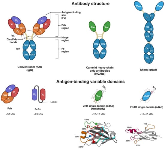 Antibodies Free Full Text vNARs as Neutralizing Intracellular