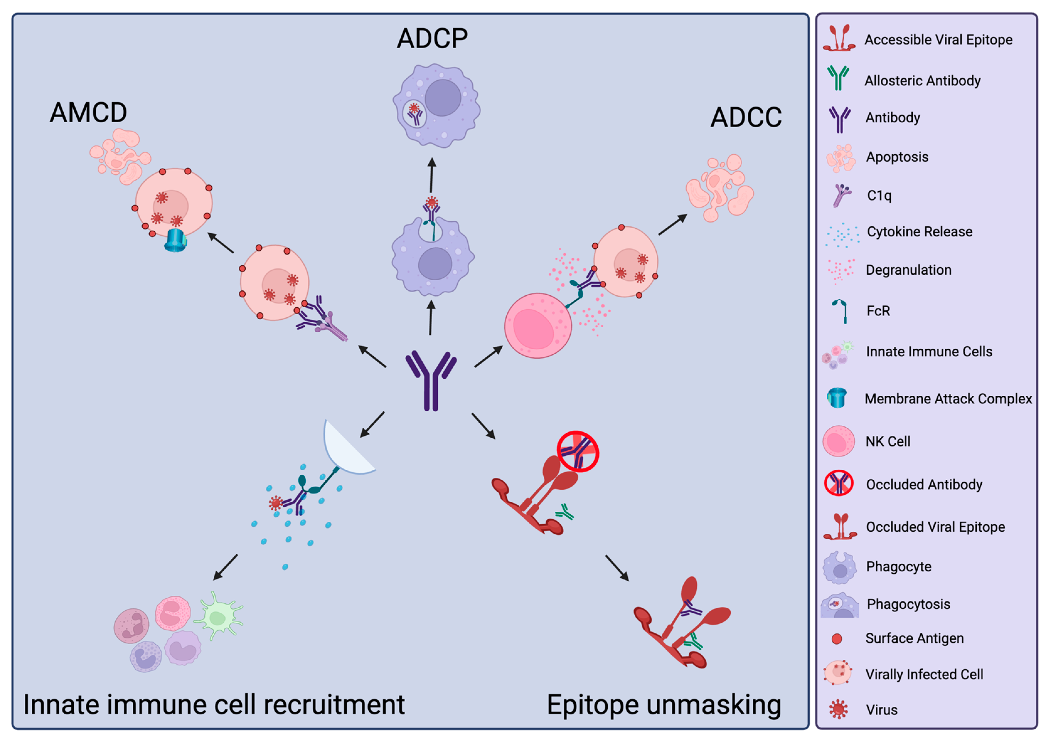 Antibodies 13 00028 g001 Antibodies 13 00028 g001