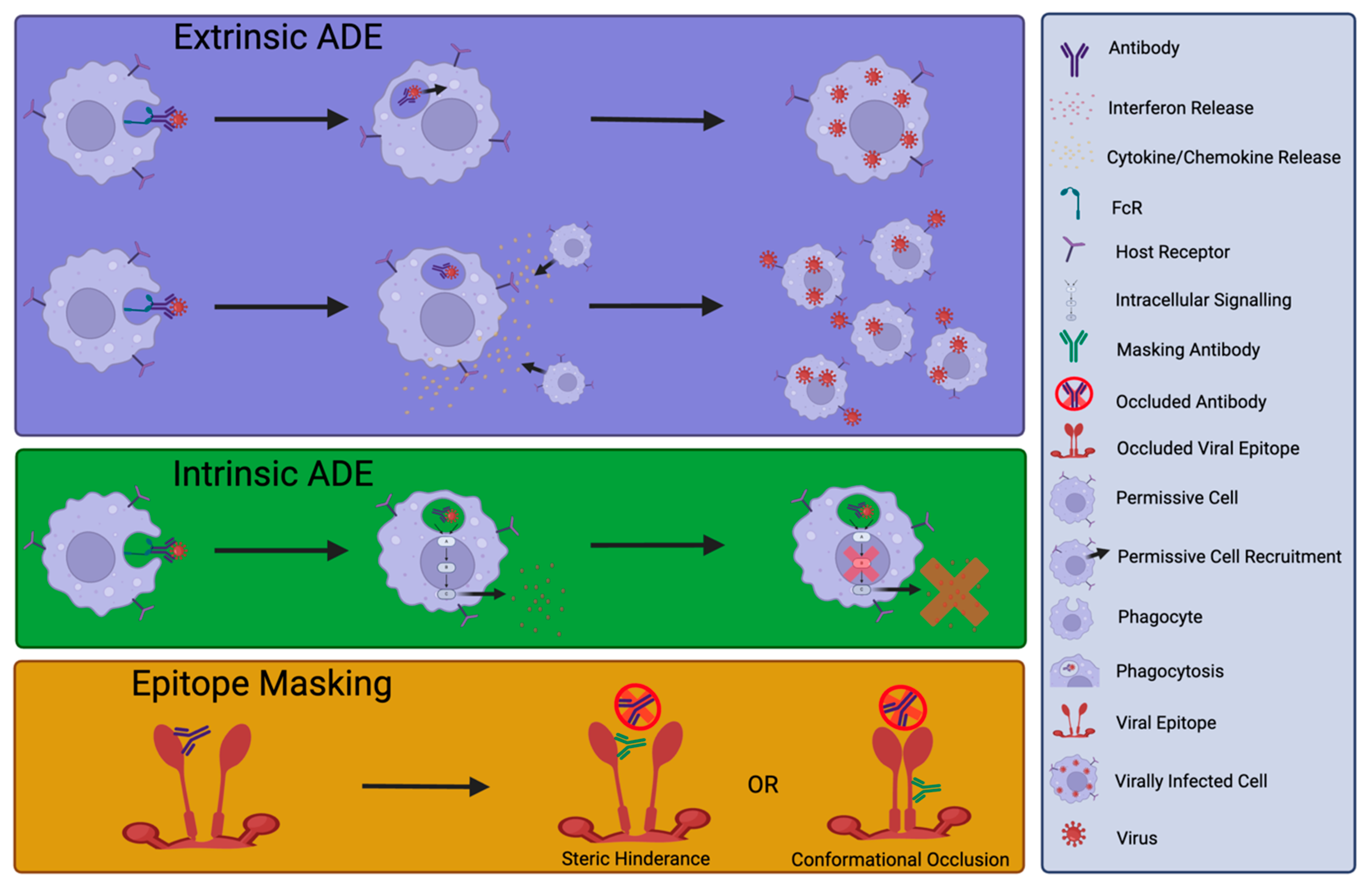 Antibodies 13 00028 g002 Antibodies 13 00028 g002