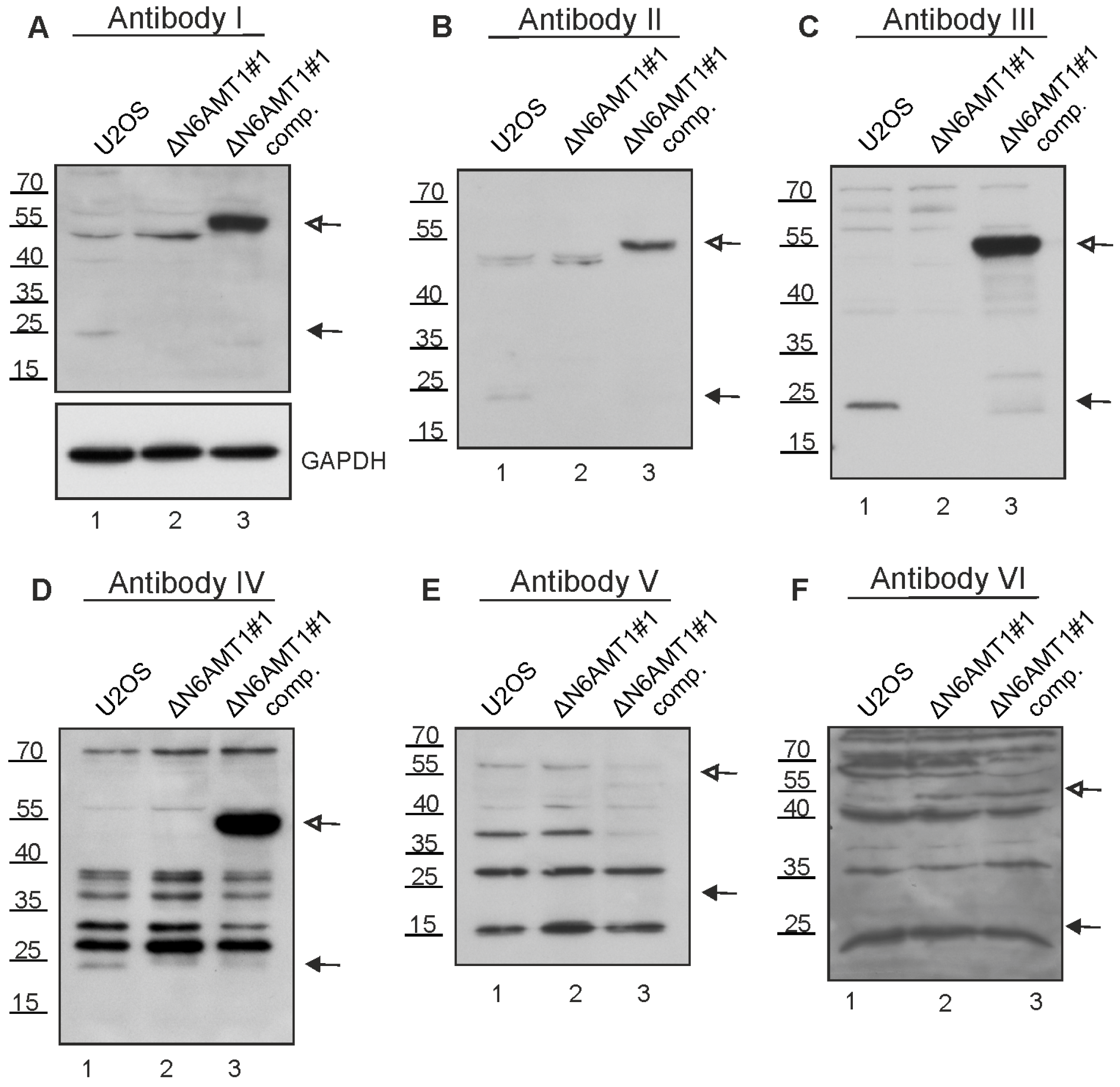 Antibodies 13 00033 g003