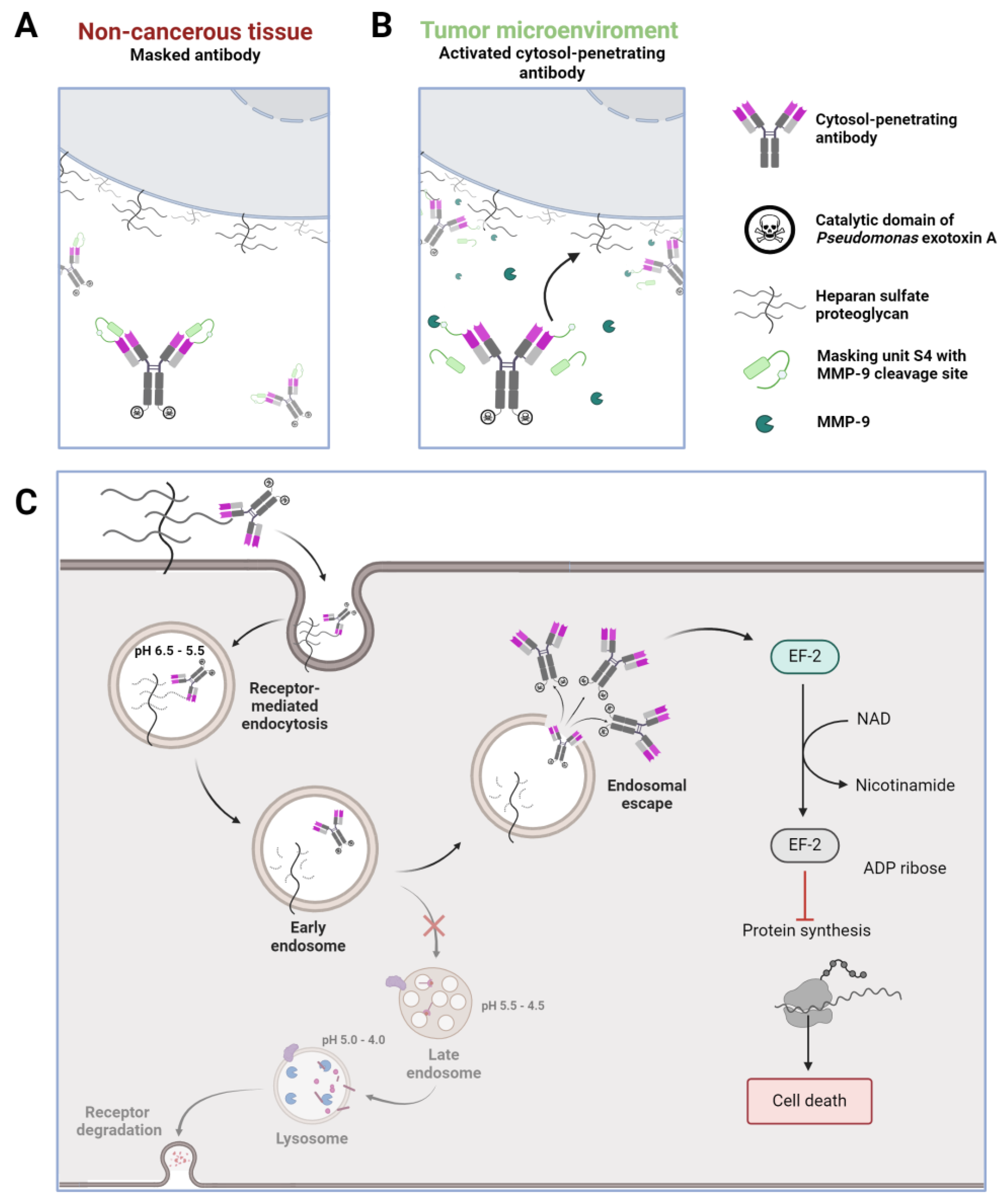 Antibodies 13 00037 g001
