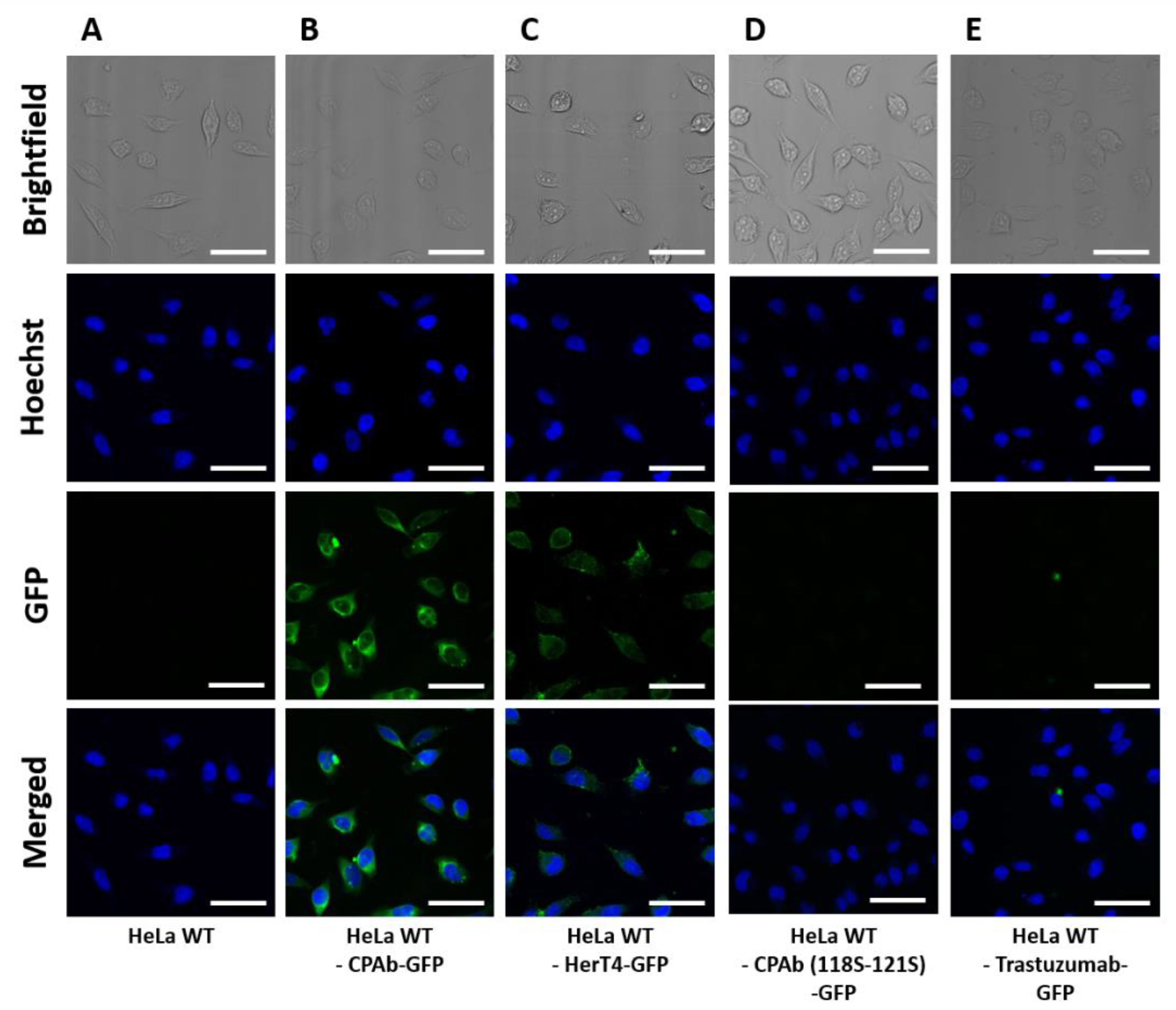 Antibodies 13 00037 g004