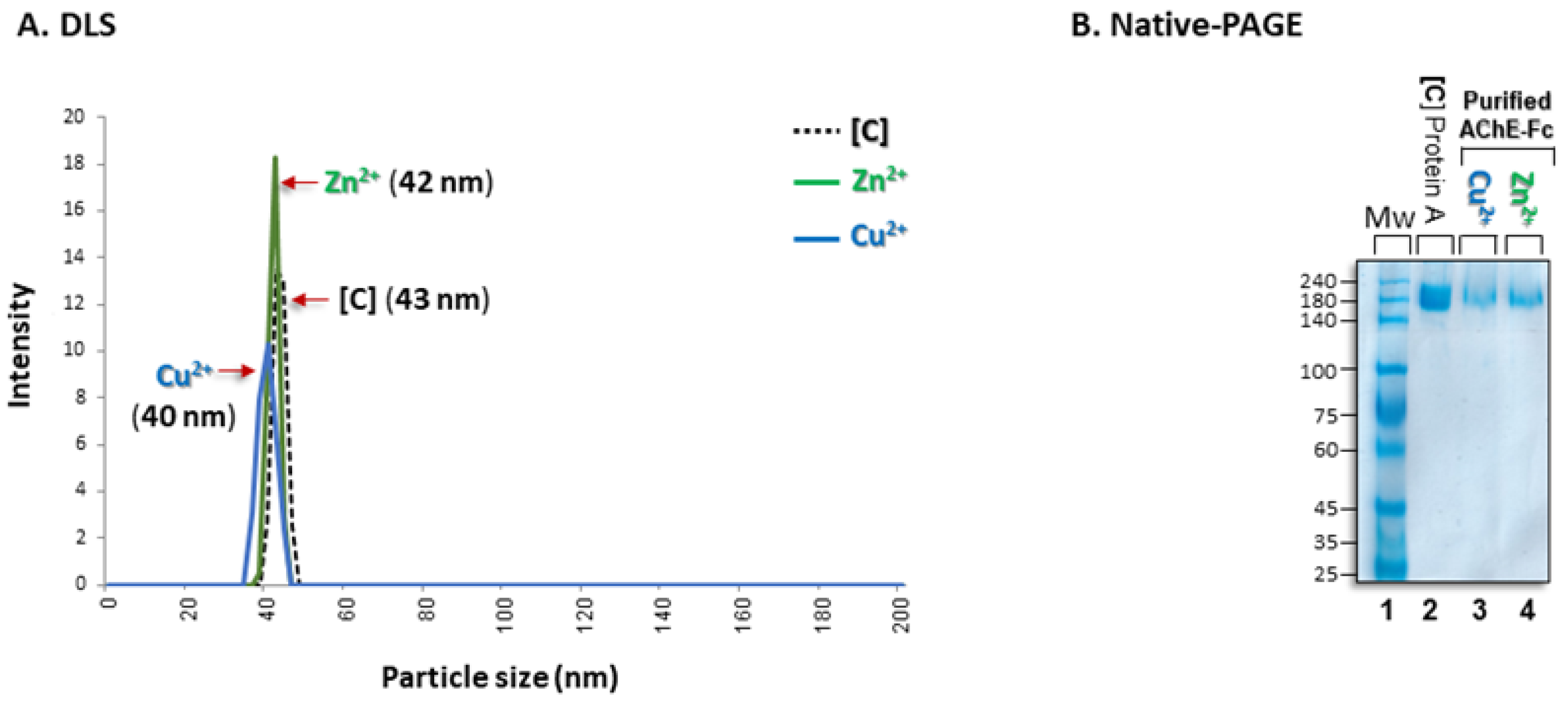 Antibodies 14 00011 g004