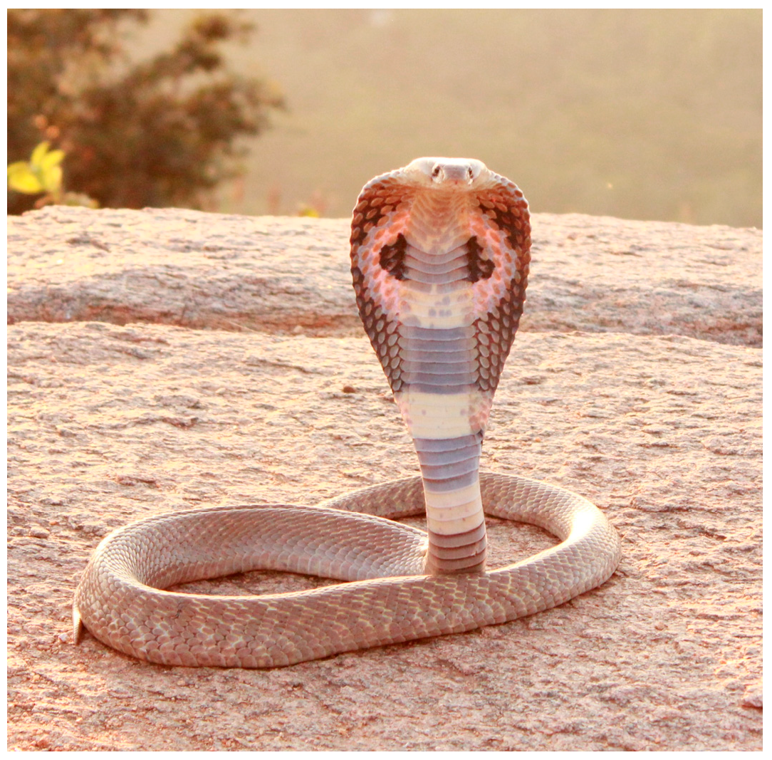 Antibodies 14 00018 g005