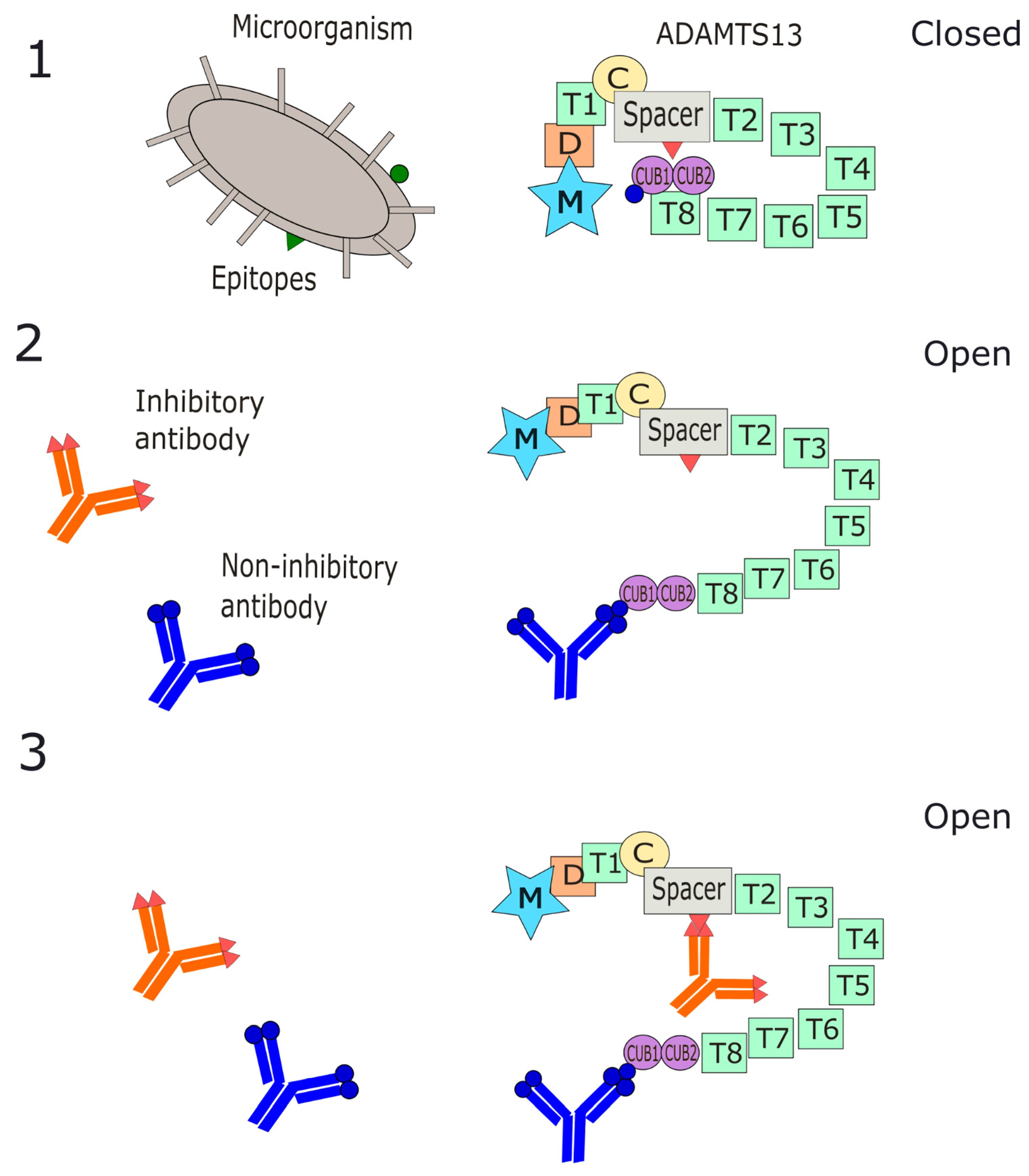 Antibodies 14 00024 g001