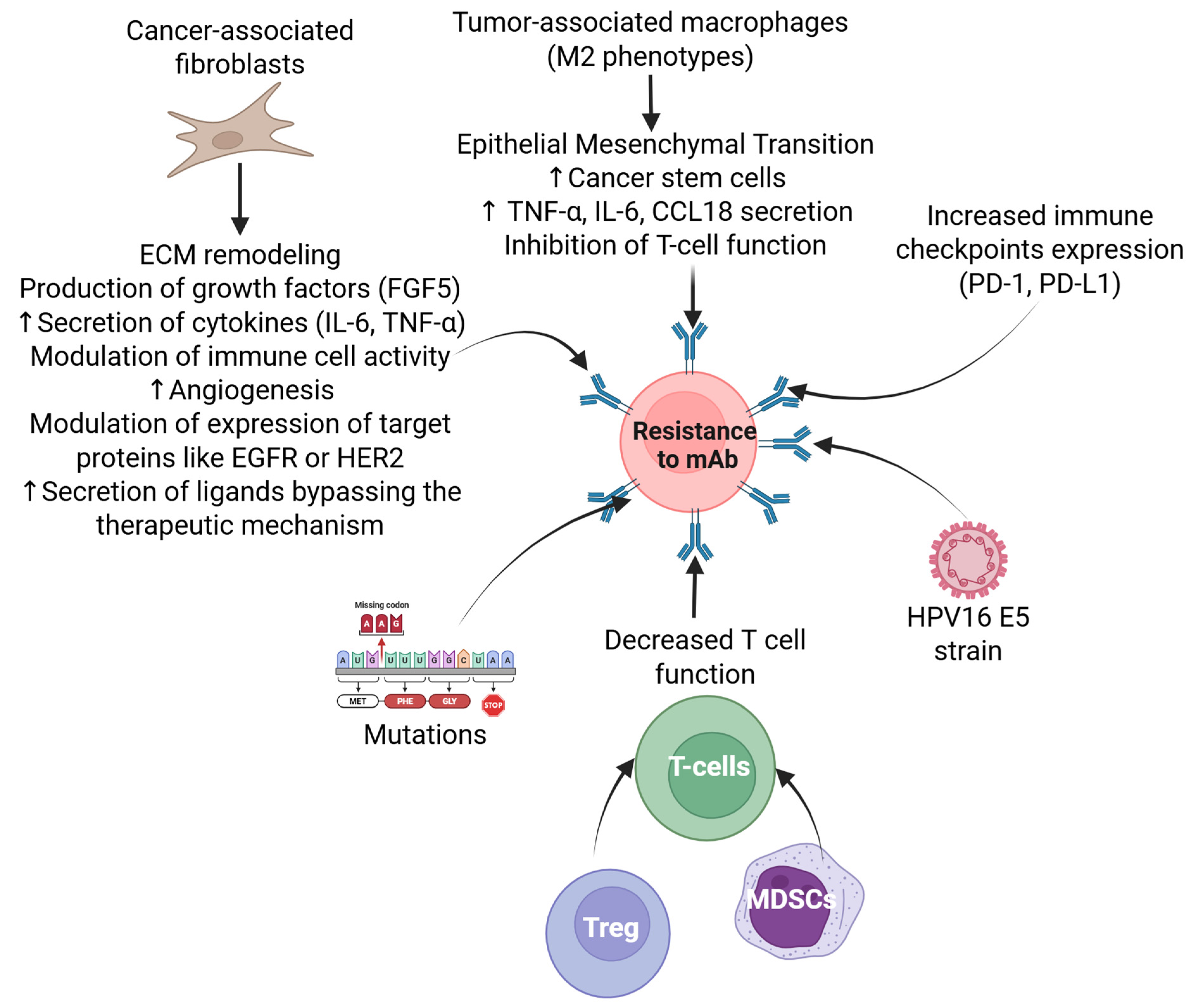 Antibodies 14 00037 g002 Antibodies 14 00037 g002