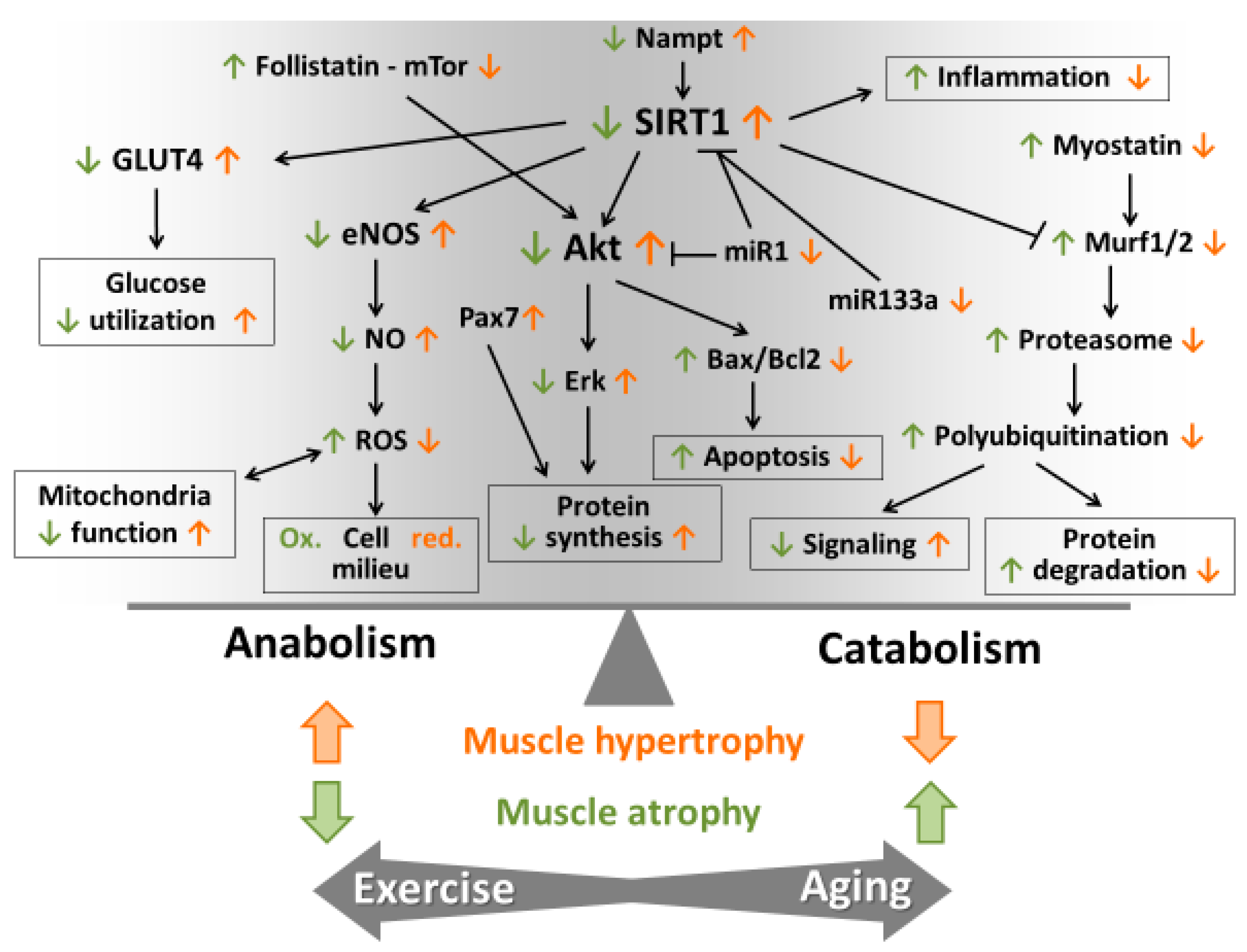Antioxidants 07 00085 g003