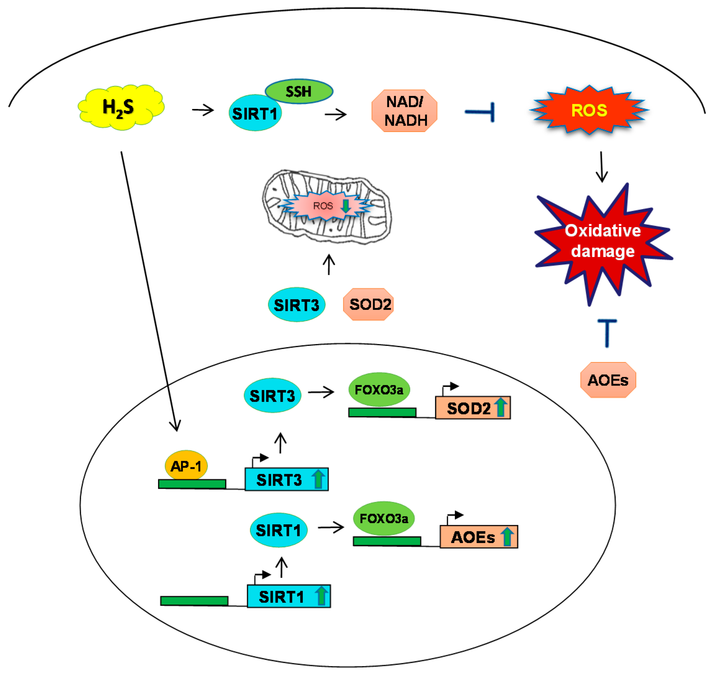 Antioxidants Free Full Text Role Of Hydrogen Sulfide In Nrf2 And Sirtuin Dependent