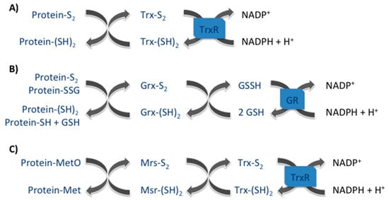 Antioxidants Free Full Text The Oxidized Protein Repair Enzymes Methionine Sulfoxide Reductases And Their Roles In Protecting Against Oxidative Stress In Ageing And In Regulating Protein Function Html