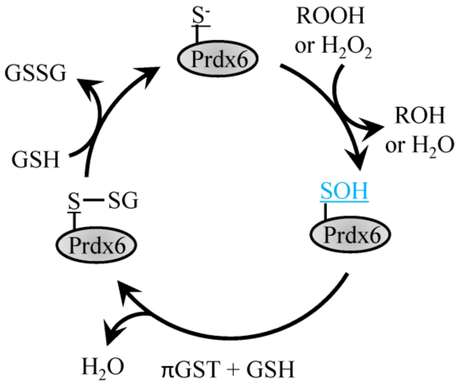 Antioxidants 08 00029 g003