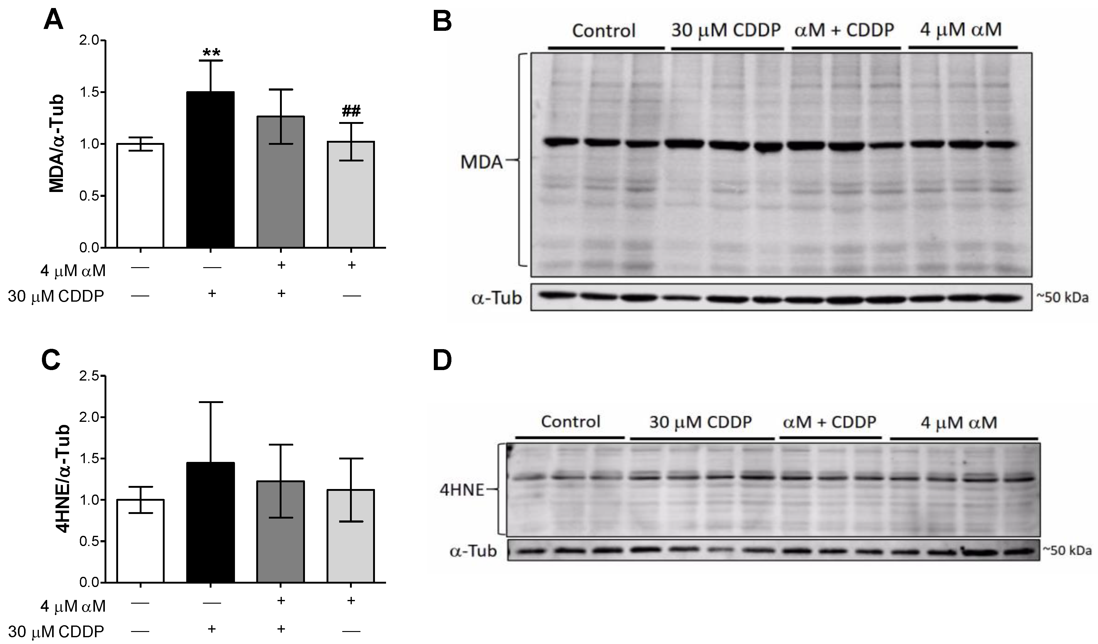 Antioxidants 08 00133 g002
