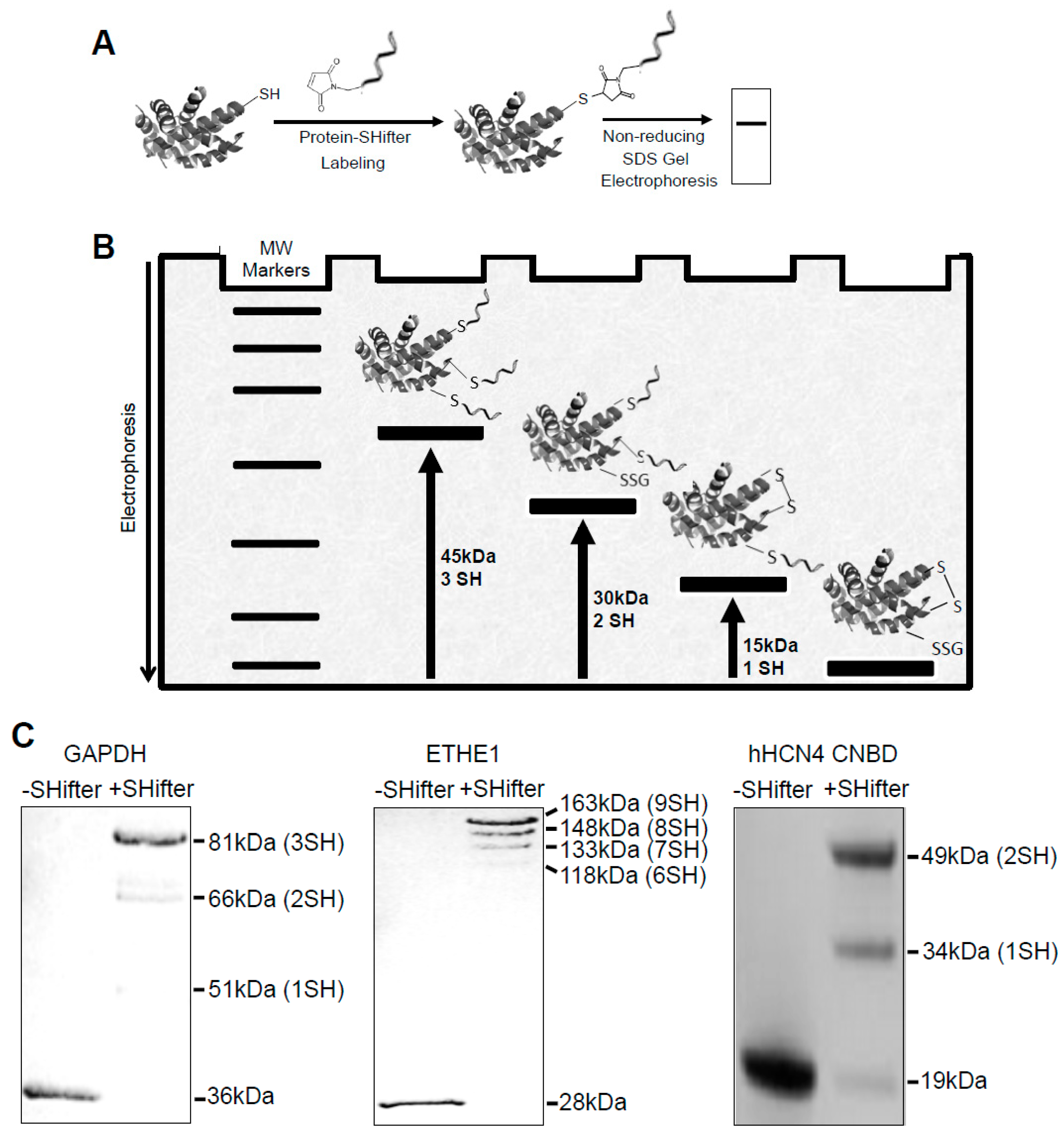 Antioxidants | Free Full-Text | Protein Redox State Monitoring 