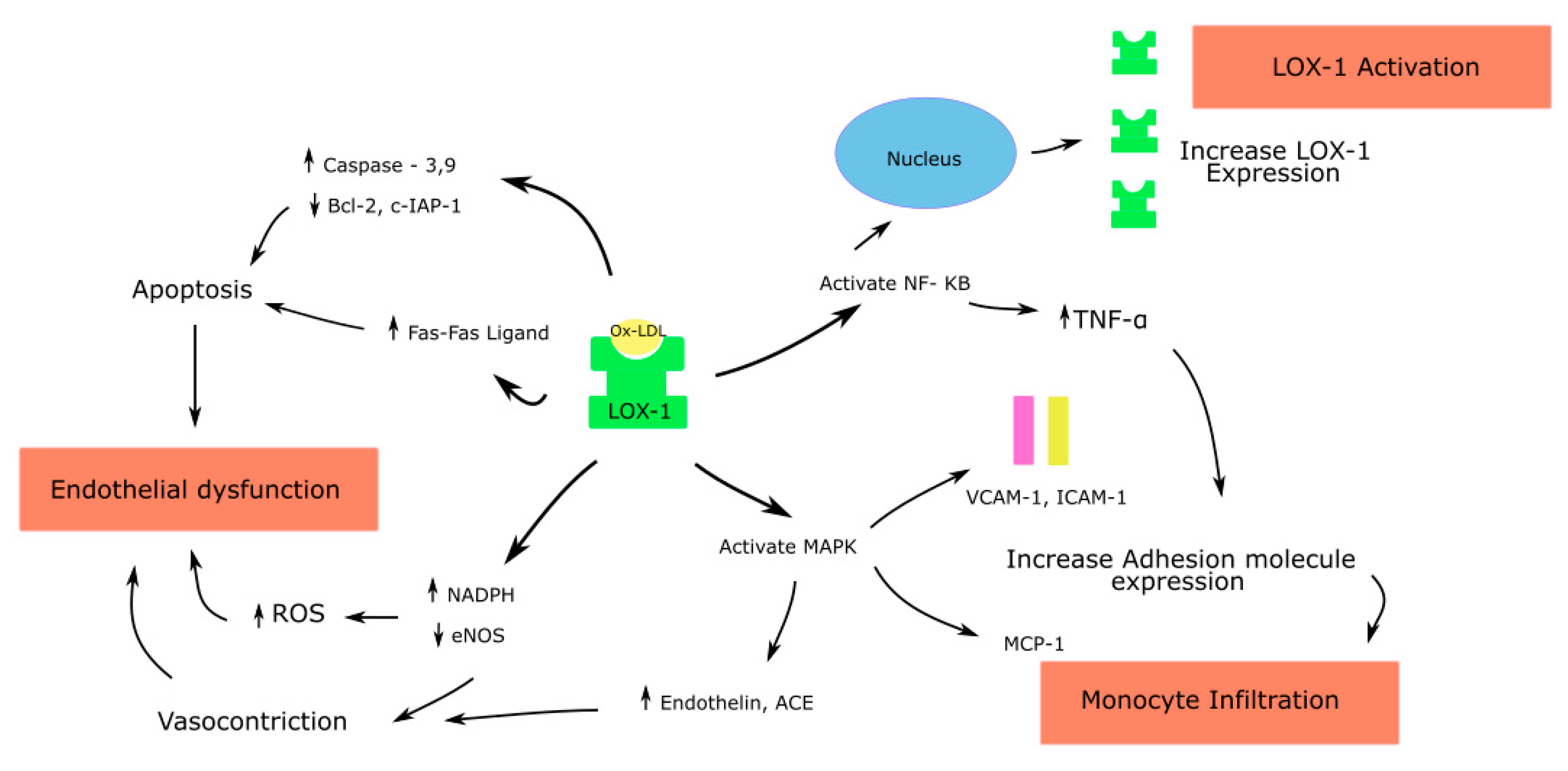 Antioxidants Free Full Text Lox 1 Regulation Signaling And Its Role In Atherosclerosis