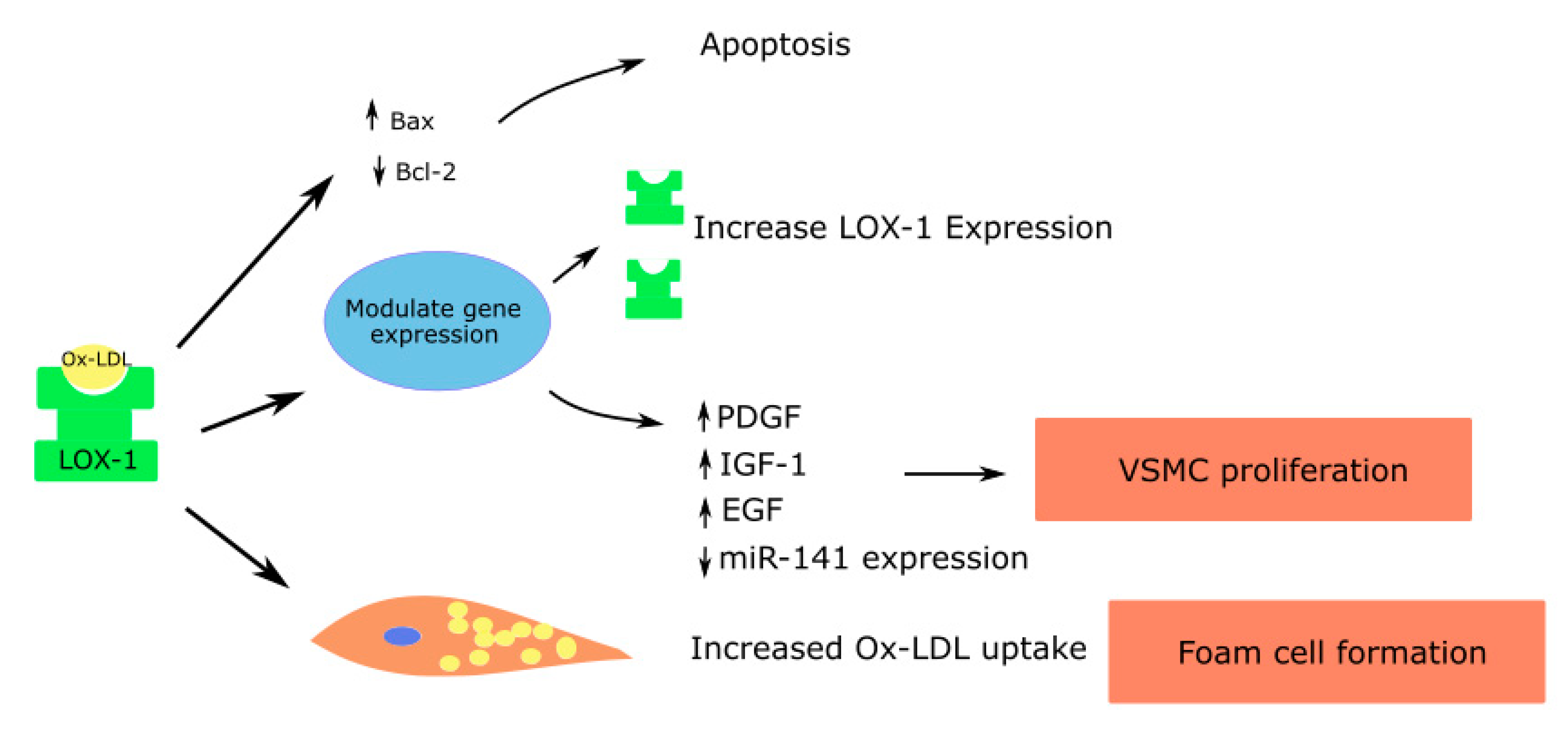 Antioxidants Free Full Text Lox 1 Regulation Signaling And Its